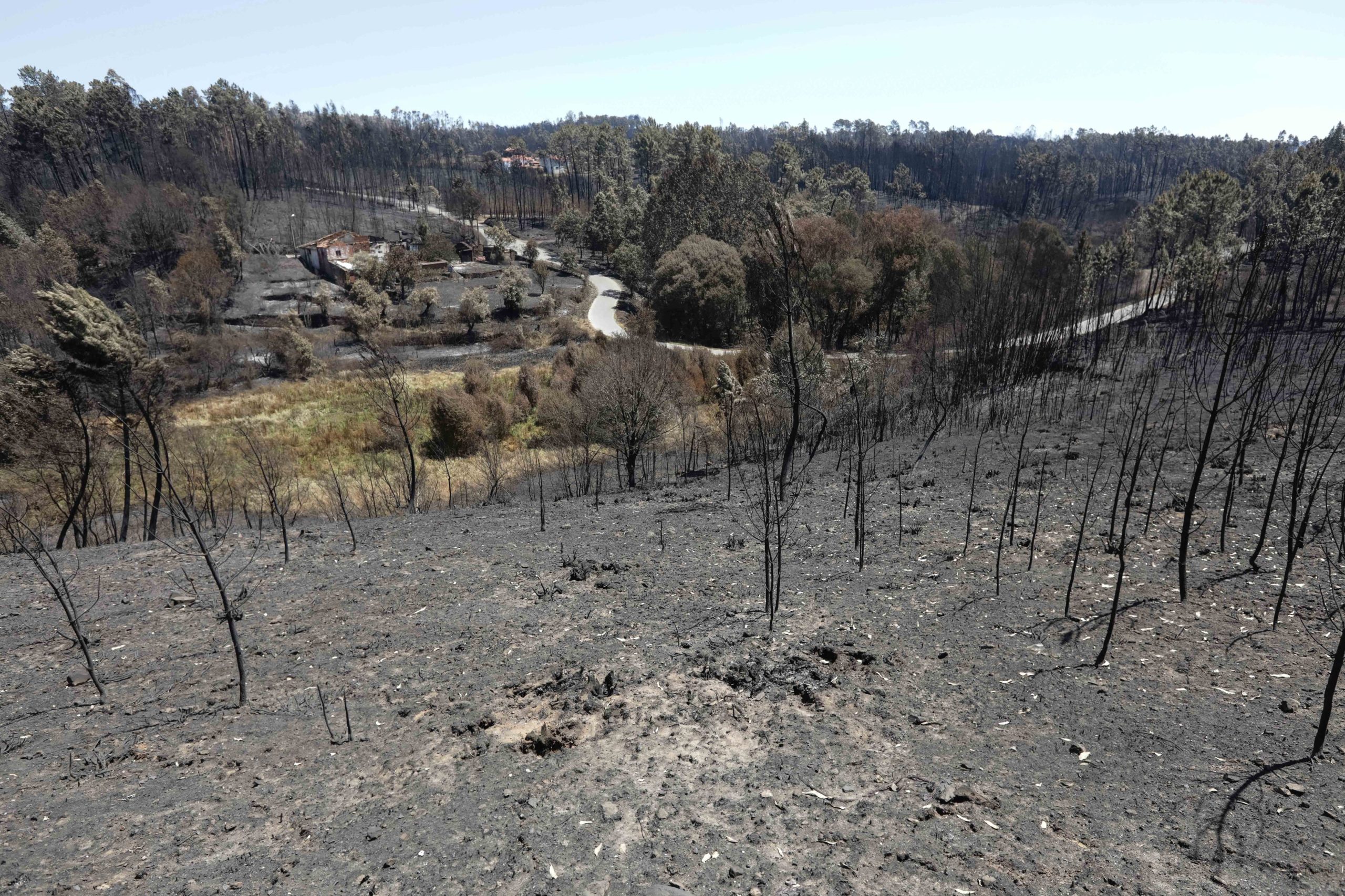 Governo aprova Programa de Revitalização do Pinhal Interior