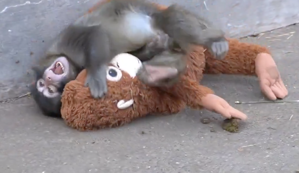 Punch, o macaco rejeitado pela mãe que está a enternecer o mundo, foi aceite por um grupo