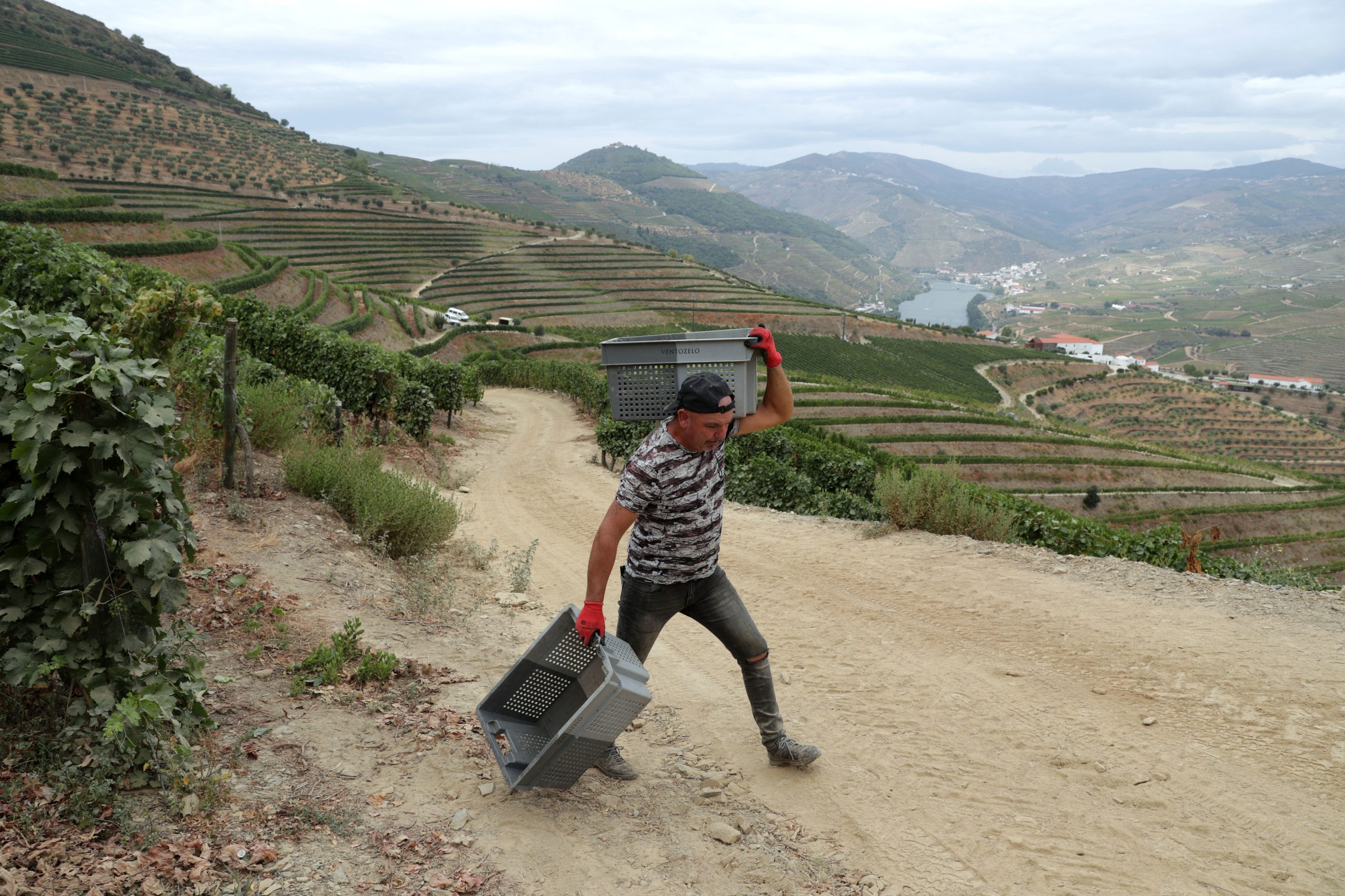 Douro inicia vindimas e estima quebra de produção de 20%