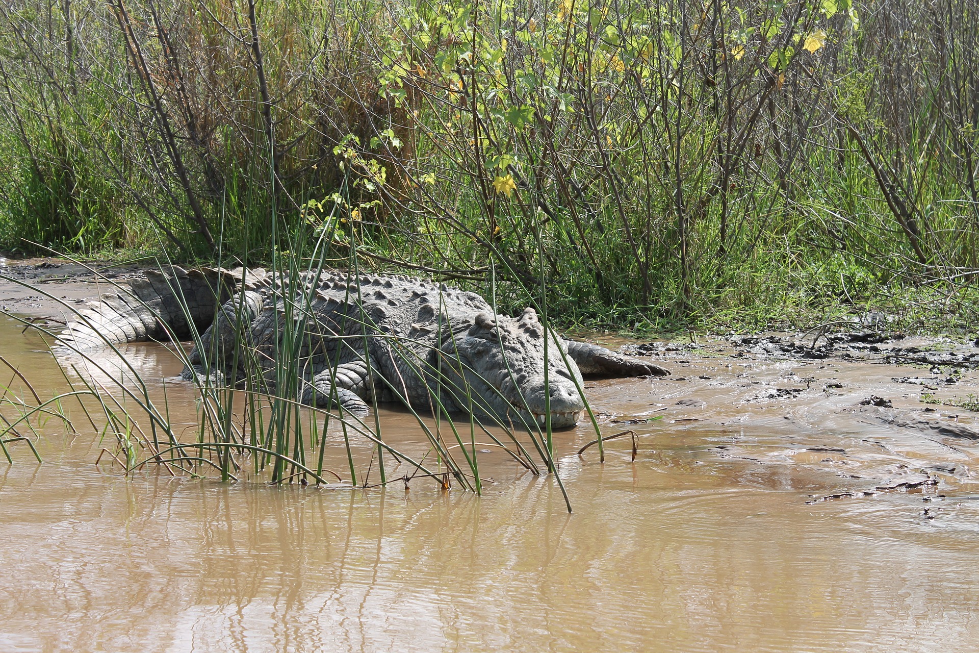 Autoridades espanholas procuram crocodilo de 250 kg no rio Douro
