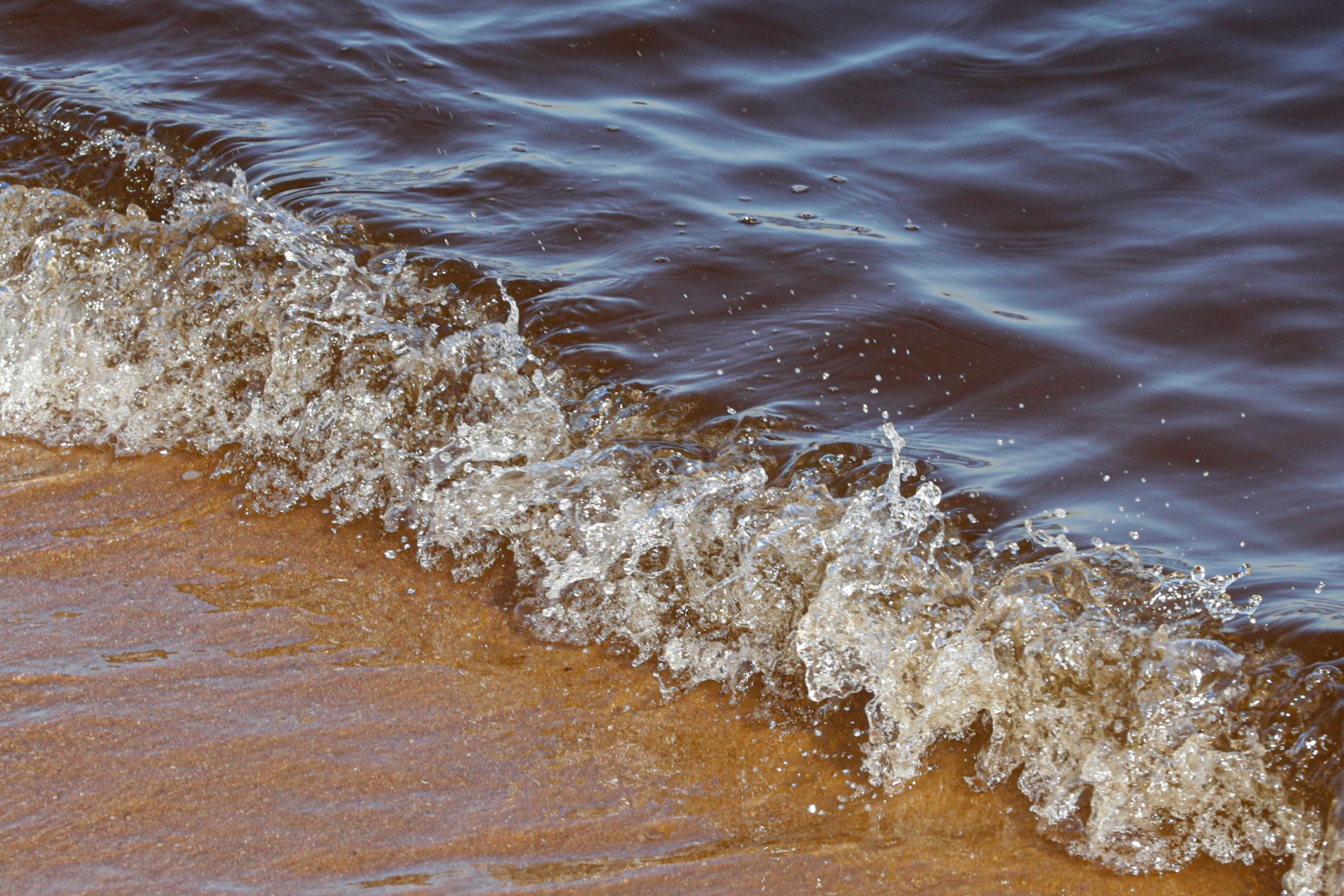 Alga japonesa invade praias do Algarve. Só no Carvoeiro foram retiradas 300 toneladas
