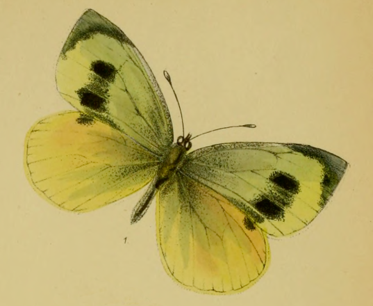 Grande borboleta-branca da Madeira considerada extinta