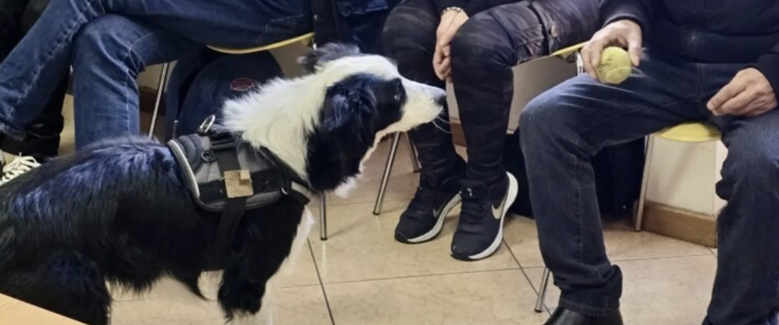 Dar a pata a vítimas de violência doméstica. Um gesto simples, mas transformador. Em Braga parte da recuperação é com animais