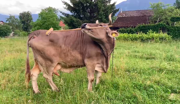 Veronika é uma vaca austríaca e usa uma vassoura para se coçar. Comportamento surpreende cientistas