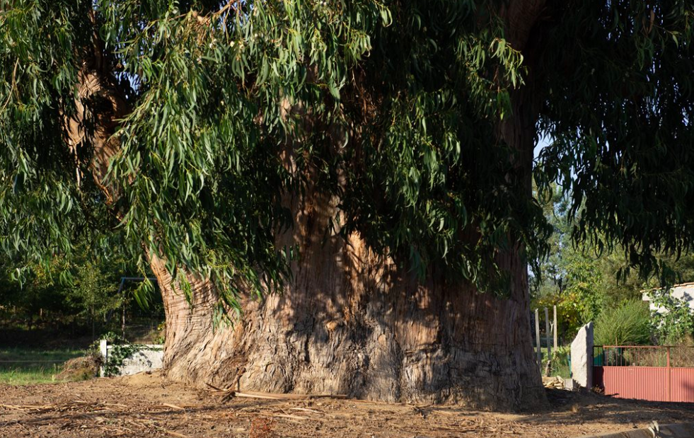 Eucalipto de 140 anos em Sátão eleito Árvore do Ano