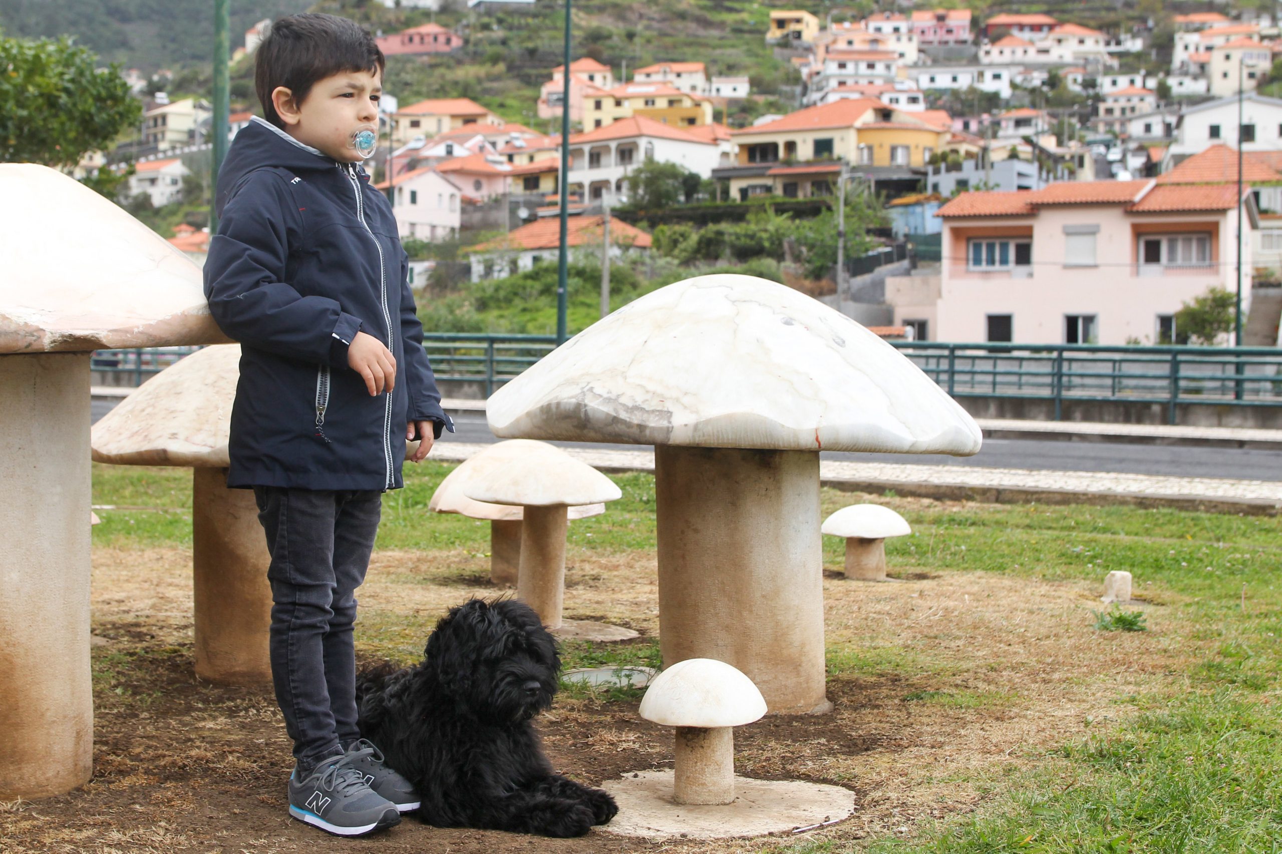 A nova amiga do Francisco tem quatro patas e foi treinada para ajudar crianças com autismo