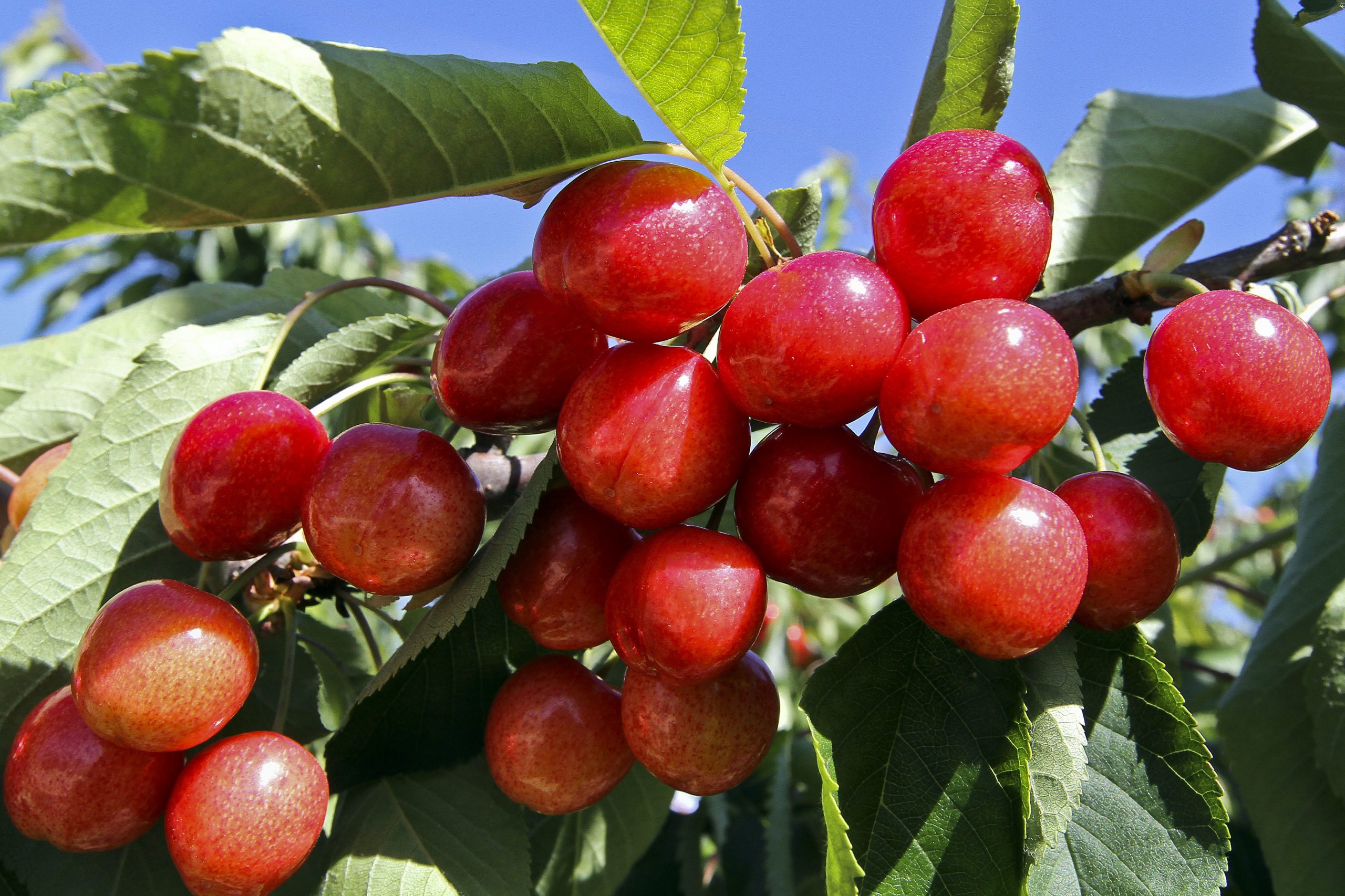 Alterações climáticas provocam quebra superior a 50% na produção das primeiras cerejas