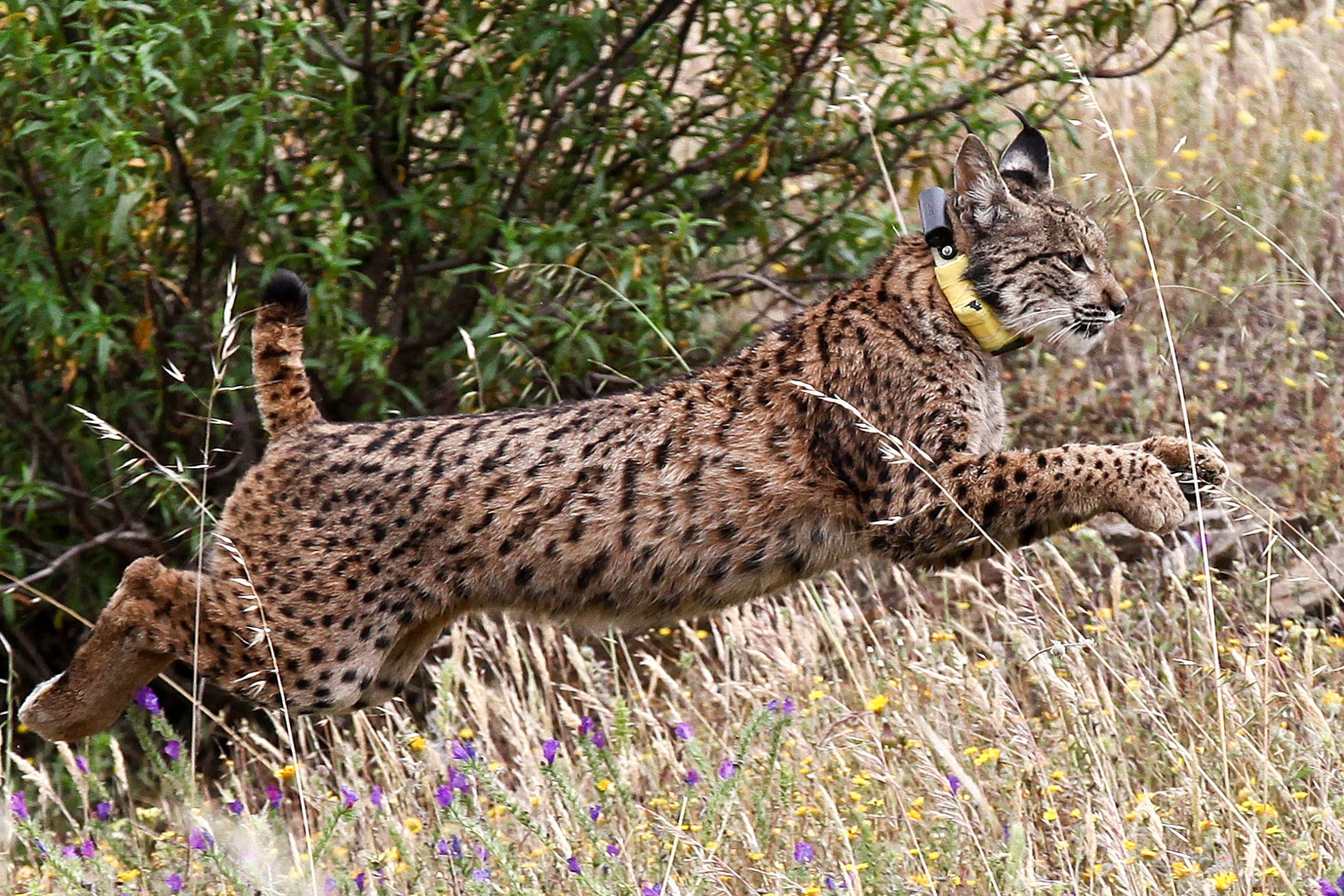 Projeto prepara áreas para serem ‘casas’ de lince-ibérico em Portugal e Espanha