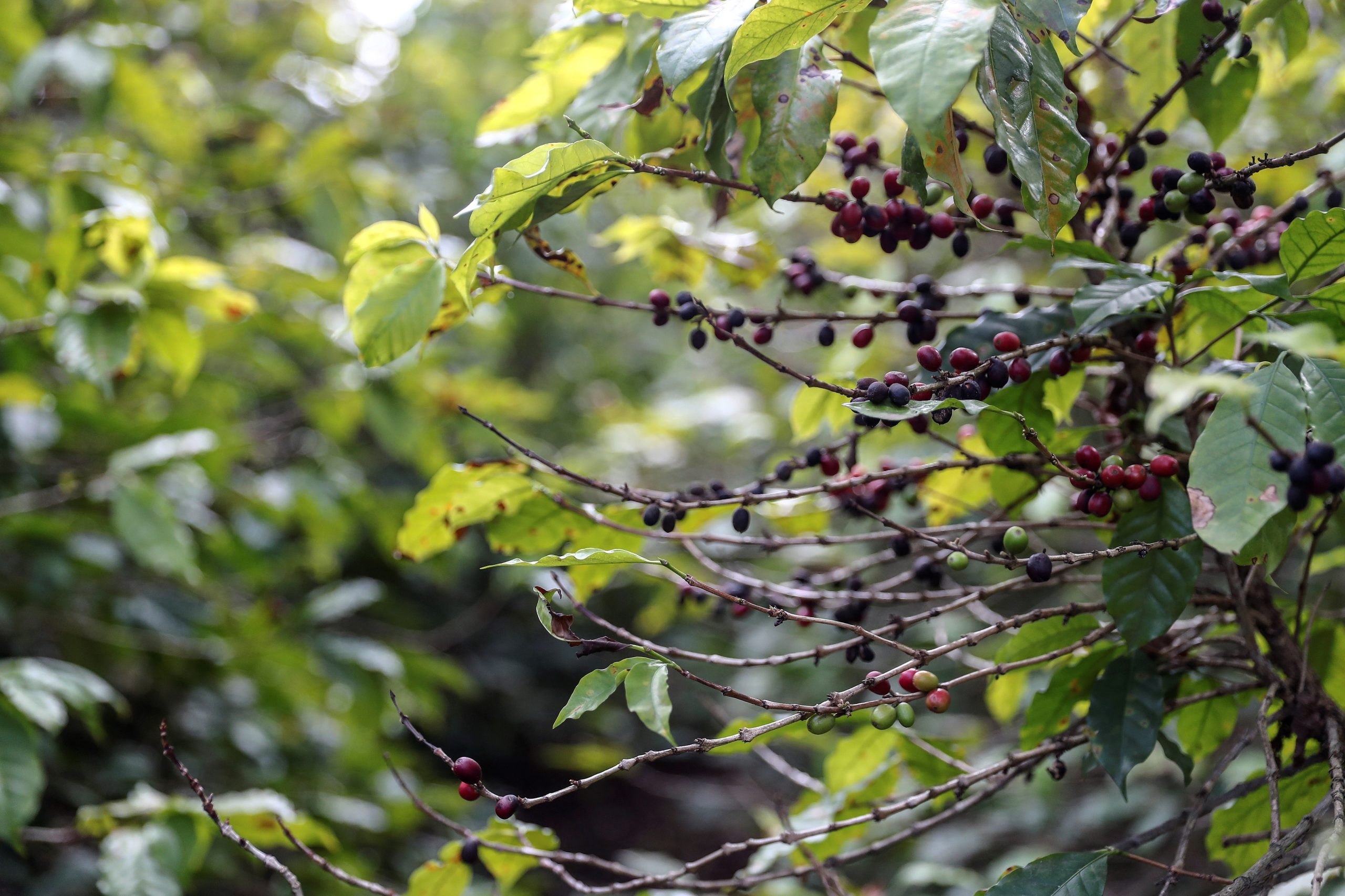 Brasil prevê terceira maior colheita de café da história para 2023