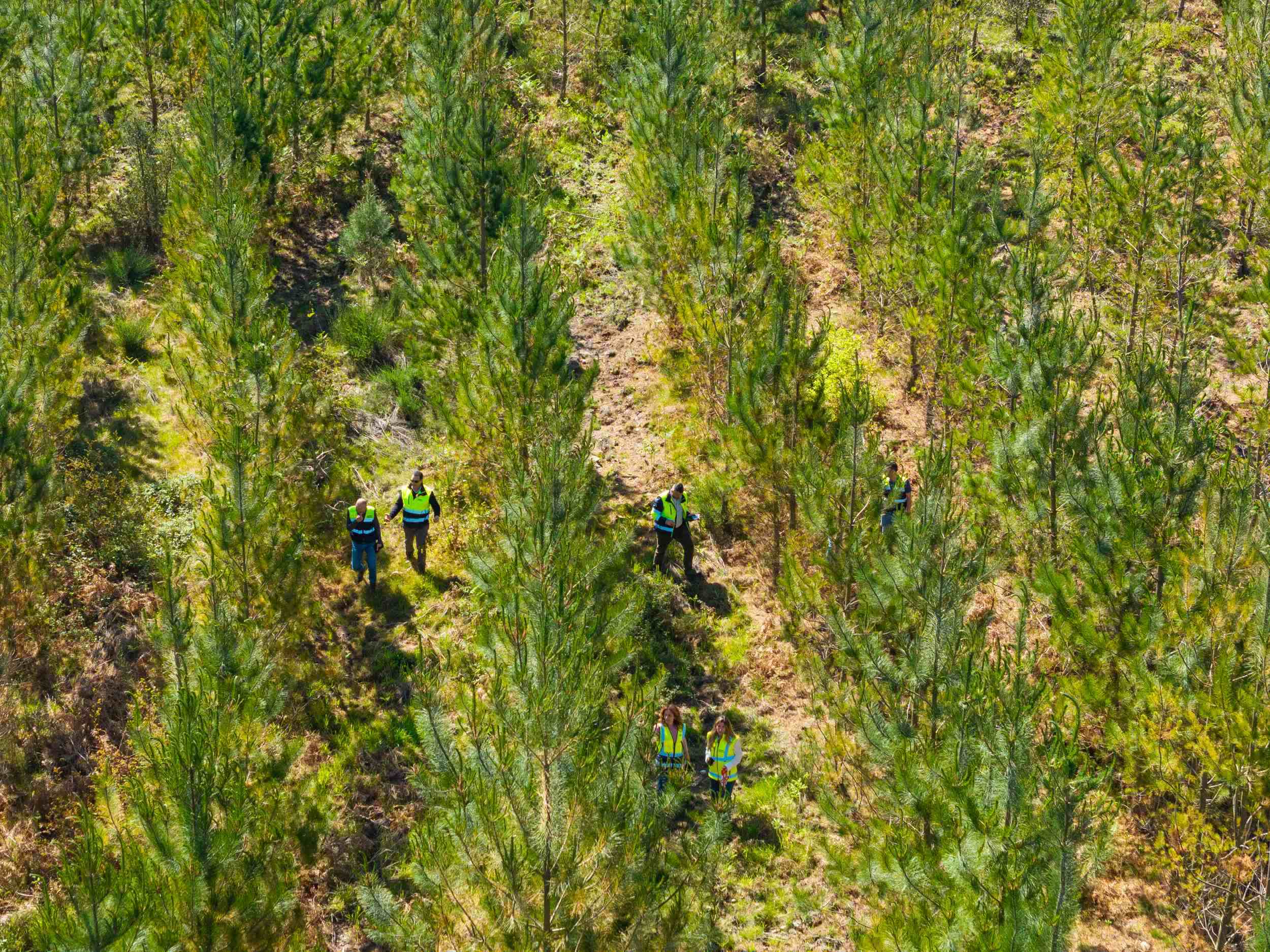 Portugal perdeu 27% do pinhal em 20 anos. Há agora novas árvores mais produtivas