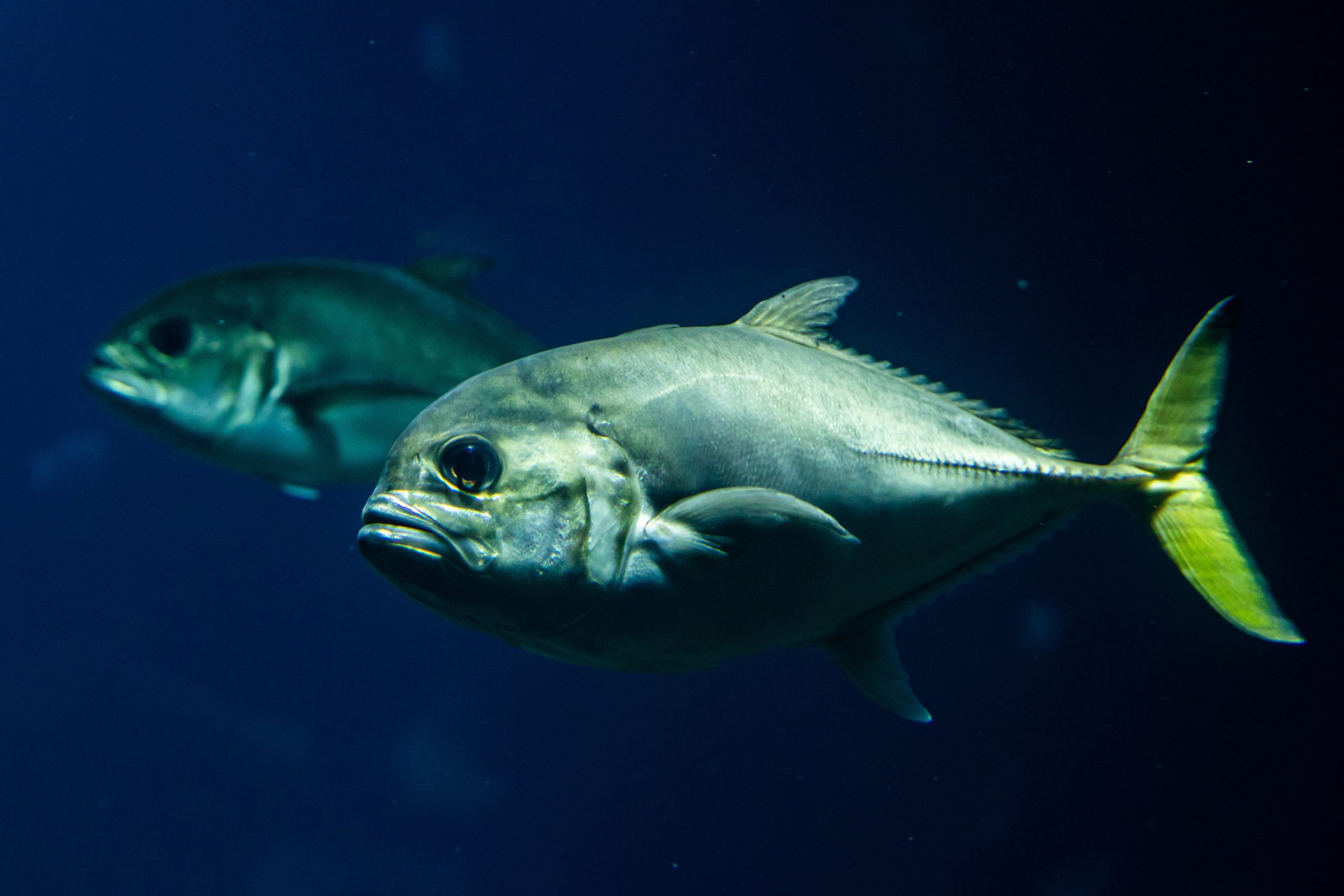Pelo quinto ano consecutivo os Oceanos batem recorde de temperatura