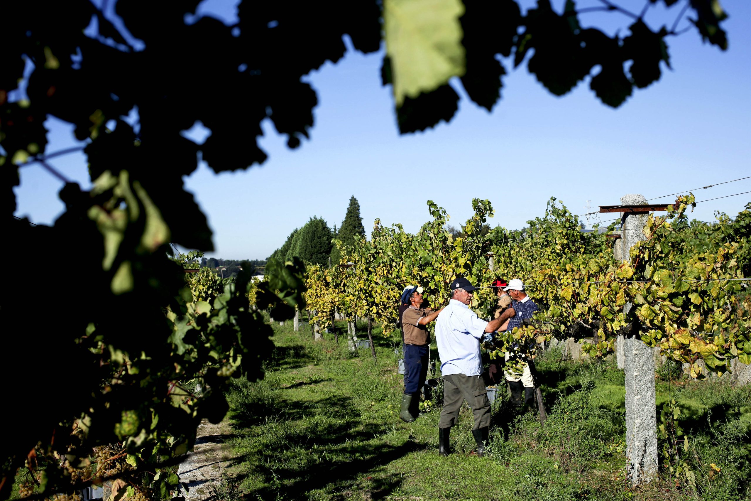 Devido à seca vindimas antecipadas na região dos Vinhos de Lisboa