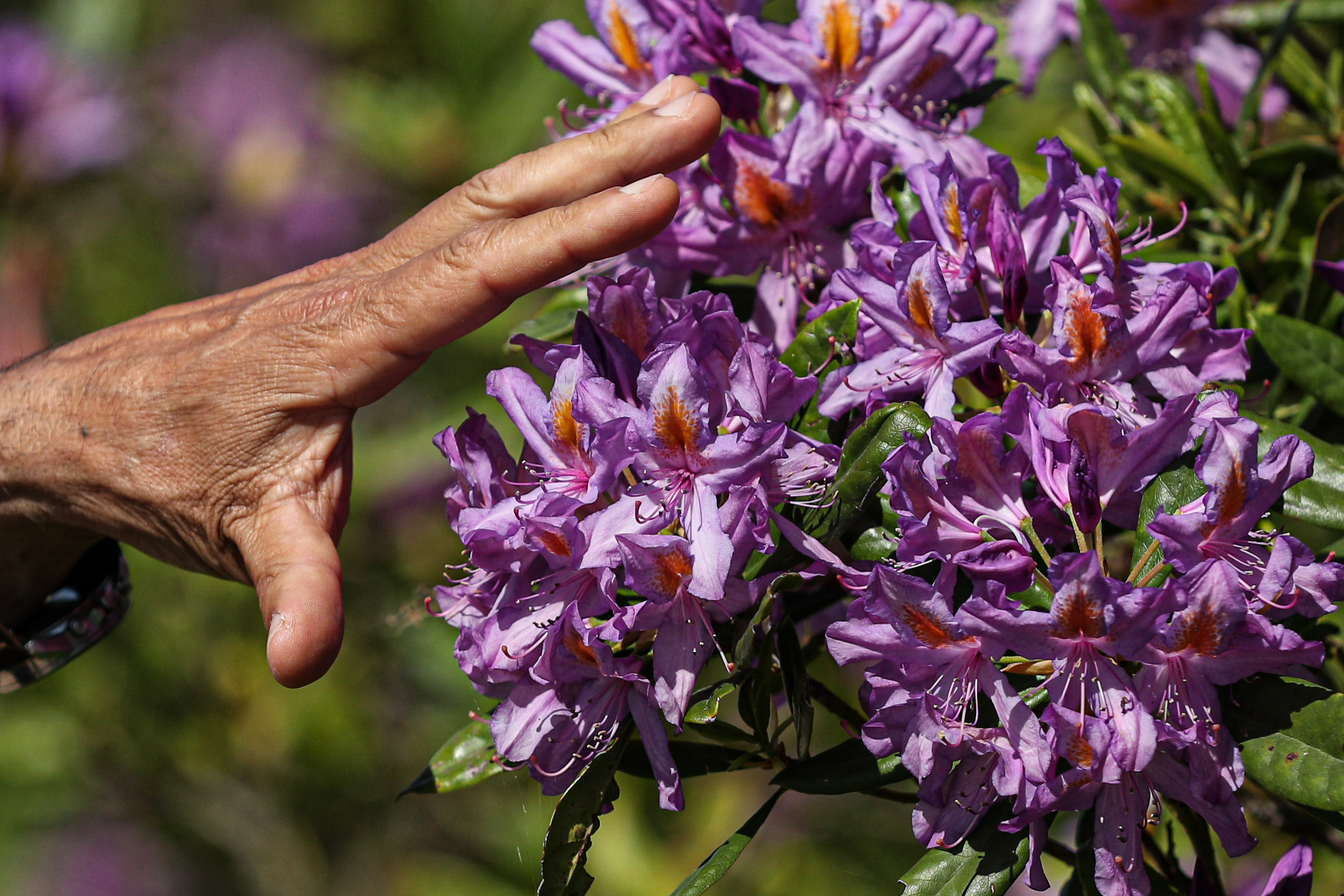 A beleza tóxica da Adelfeira, a planta relíquia cujo habitat está a ser regenerado em Monchique