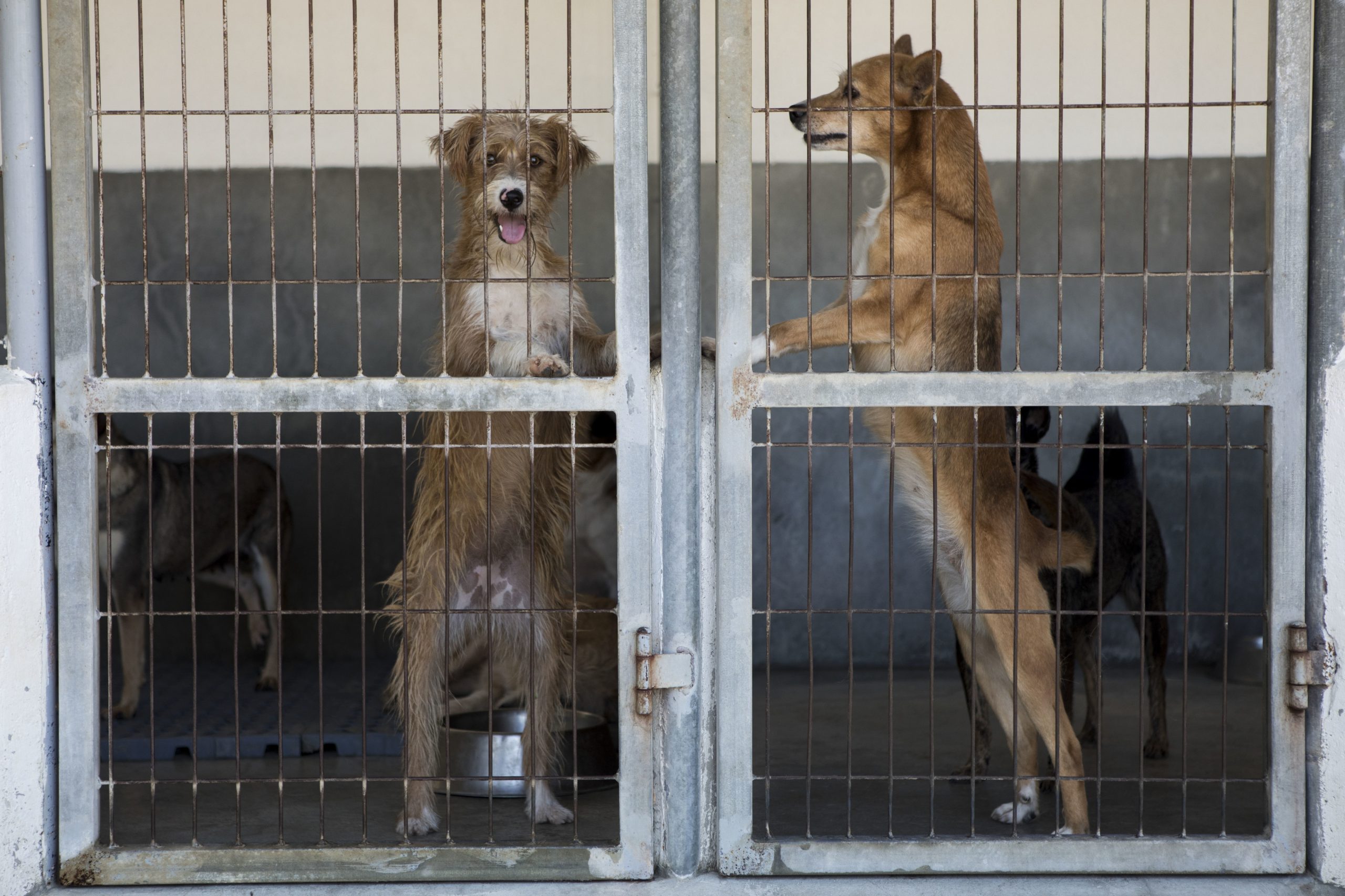 PCP exige explicações ao PAN sobre ligações a criminosos em nome da defesa de animais