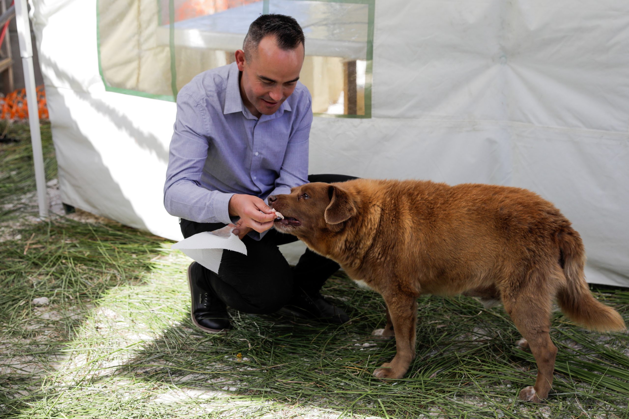 Morreu Bobi, o cão mais velho do mundo do Guinness