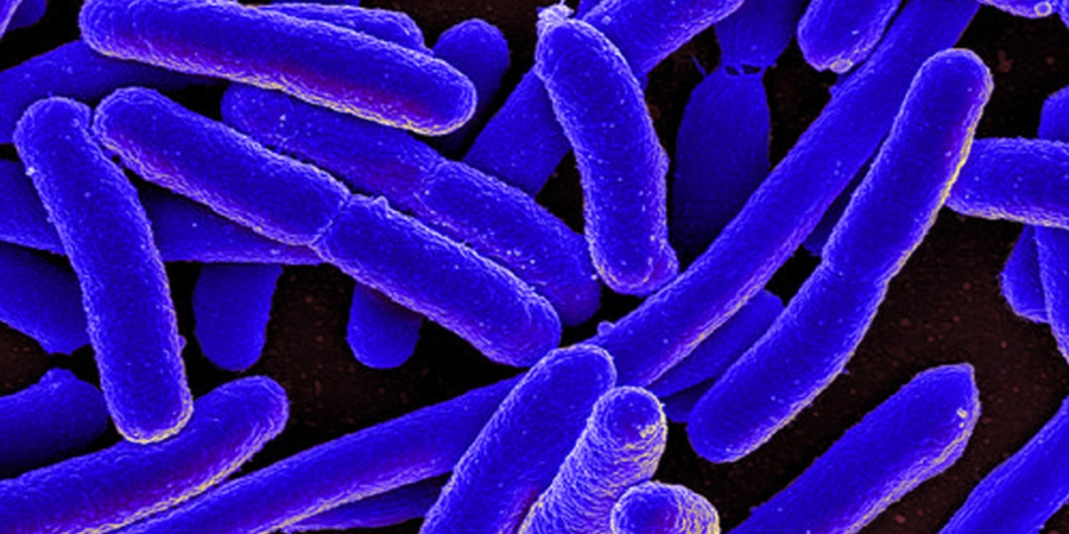 Bactéria ‘legionella’ leva a fecho temporário de piscina em Portalegre