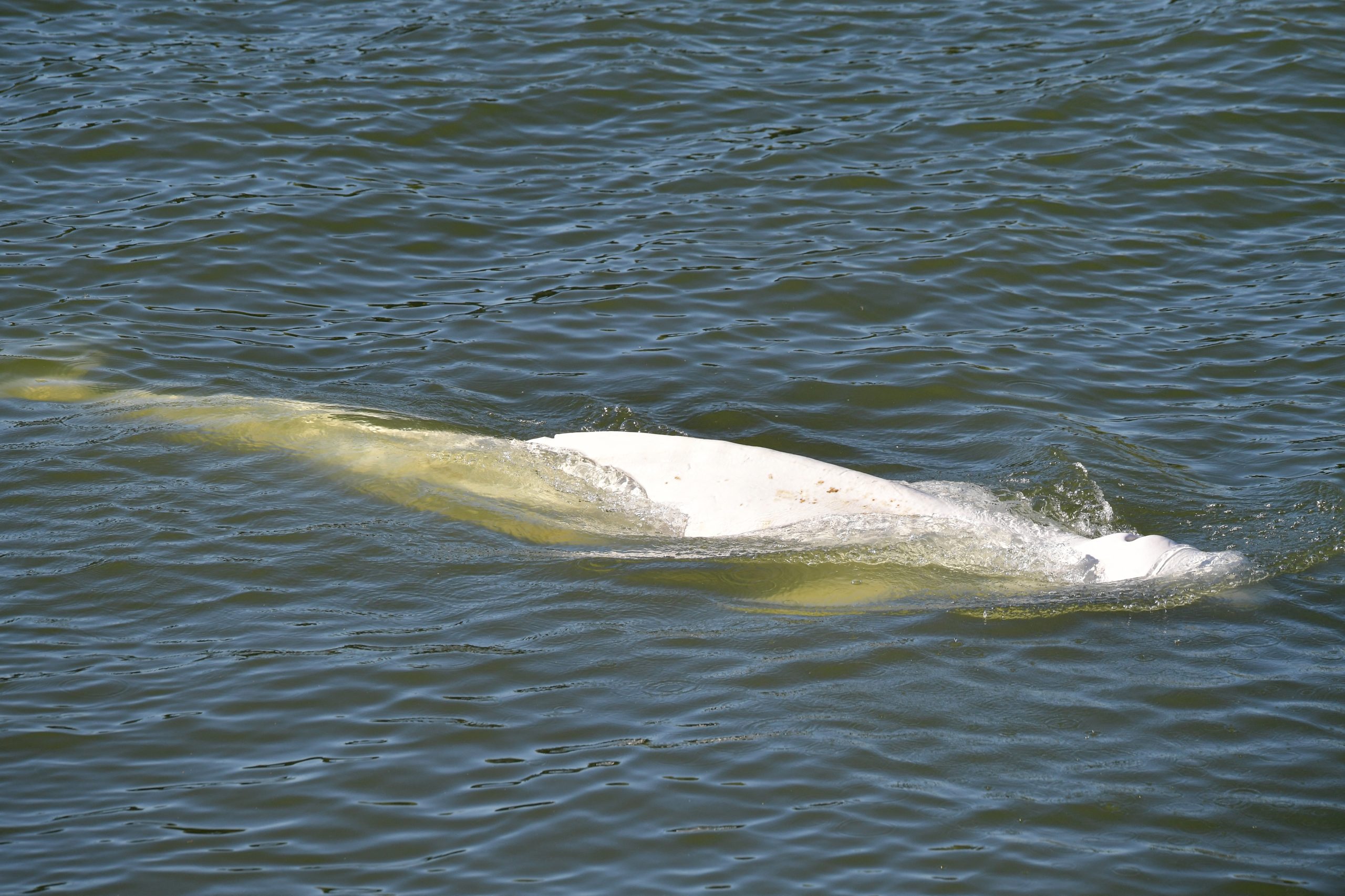 Baleia beluga encontrada no rio Sena está estável mas continua sem se alimentar