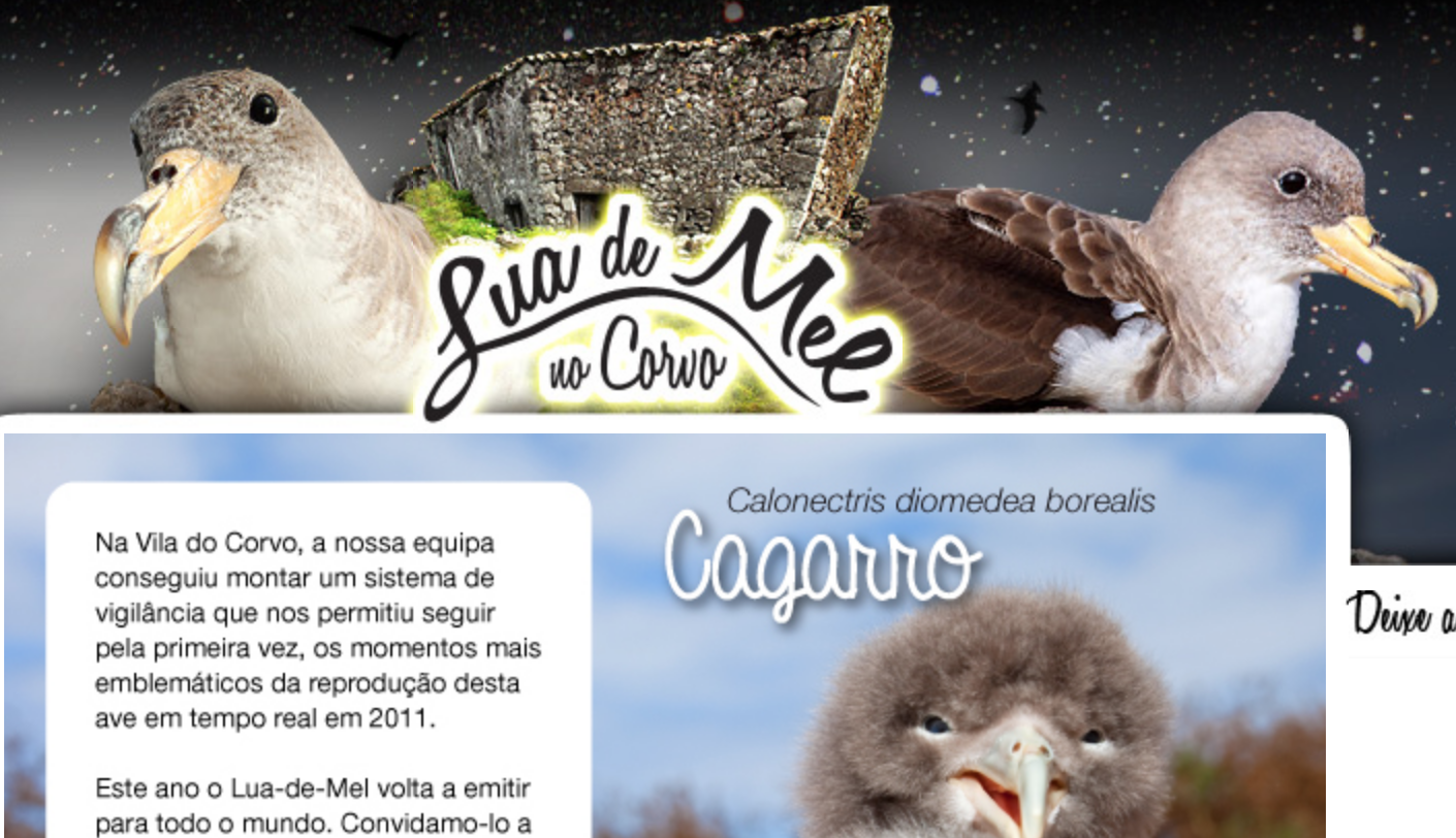 Ilha do Corvo: “Lua-de-mel” de casal de cagarros em direto na internet