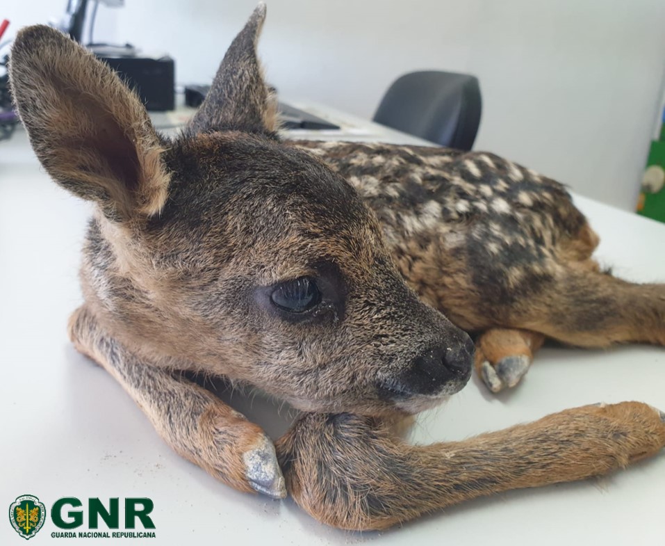 GNR resgata cria de corço em Melgaço. Animal aparentava estar ferido e “não conseguia andar”