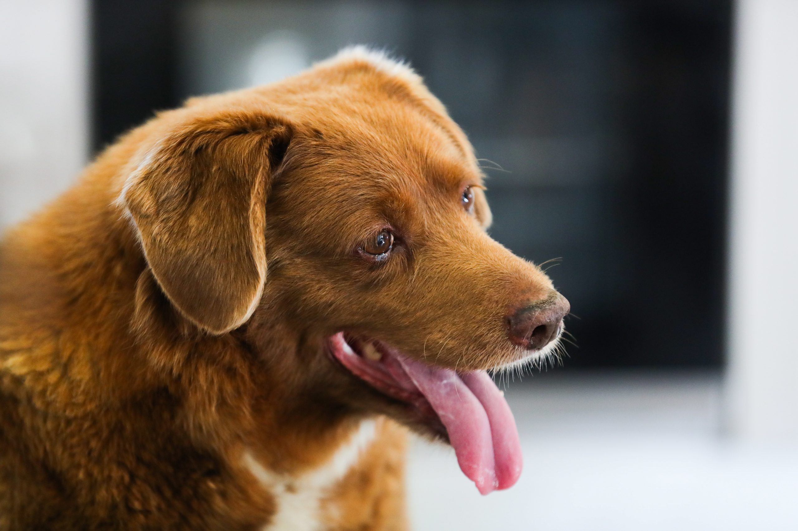 Bobi perde o título de cão mais velho do mundo
