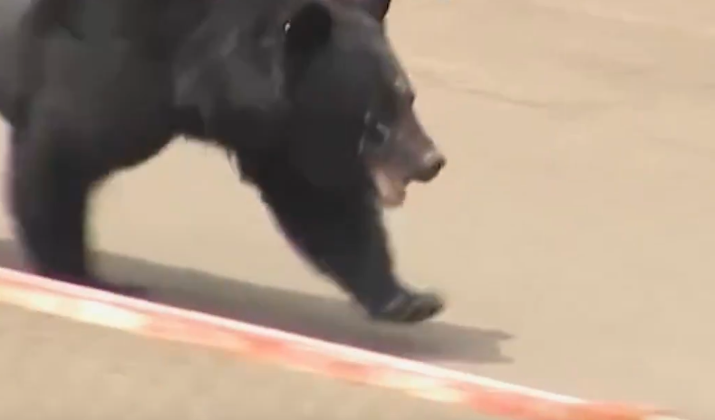 Urso “extremamente inteligente” continua à solta após atacar quatro pessoas no Japão