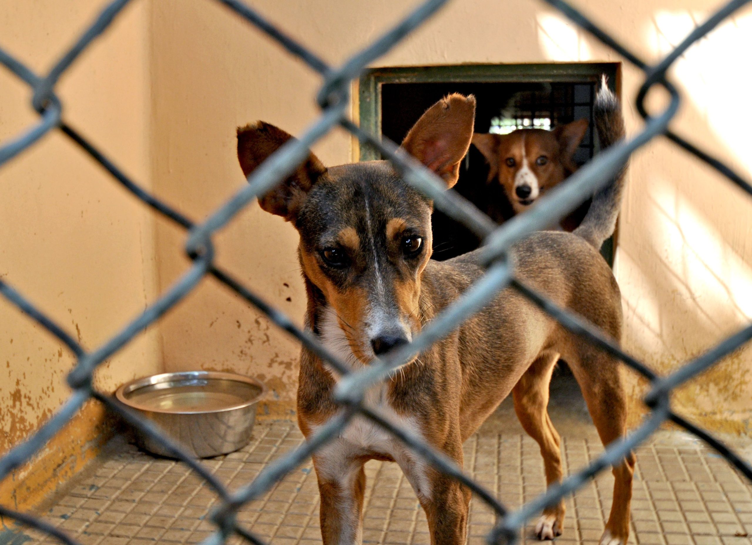 Cães abandonados do romance “Simpatia” são metáfora de uma Venezuela desolada