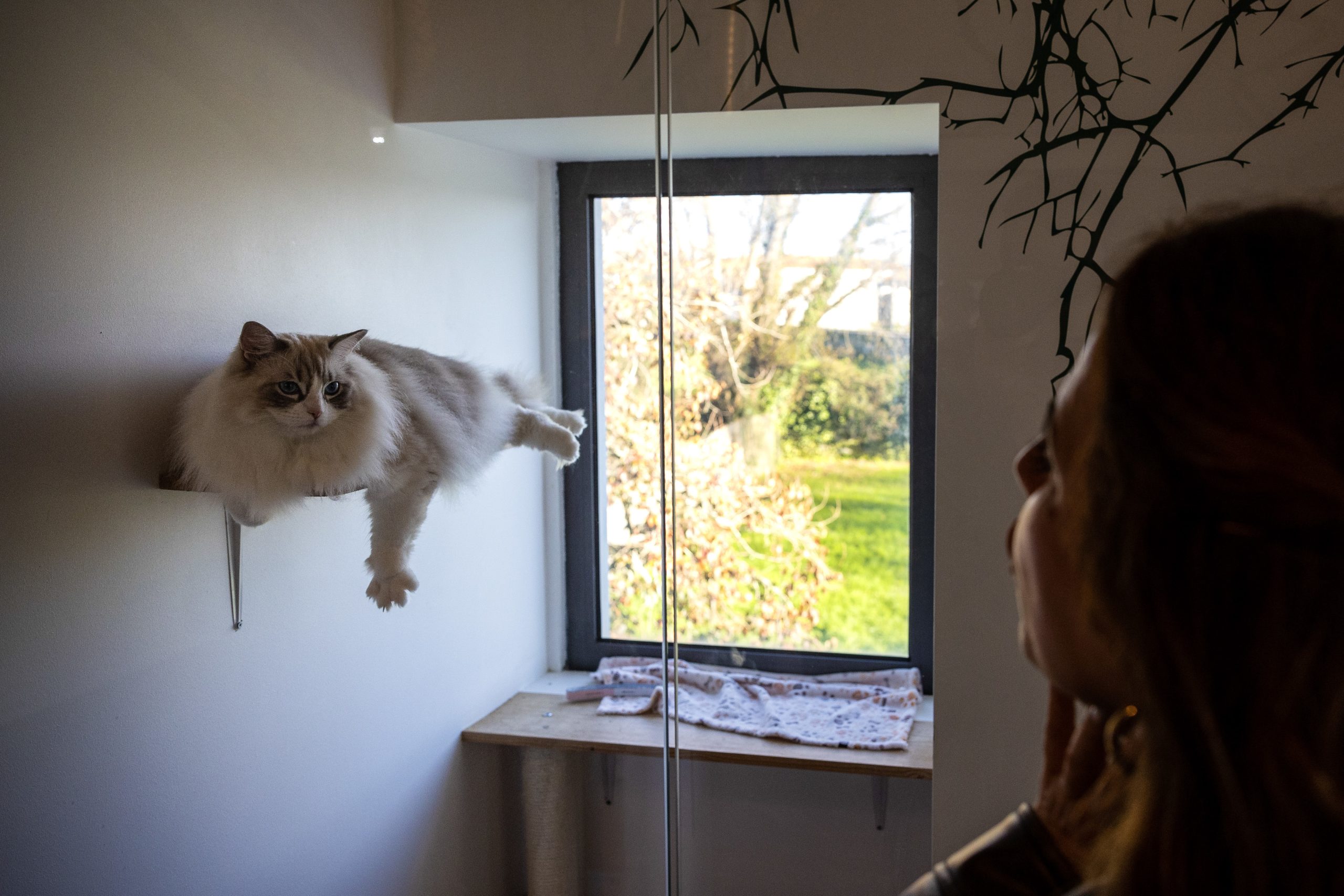 Cães e gatos poderão transmitir “superbactérias” resistentes a antibióticos aos donos