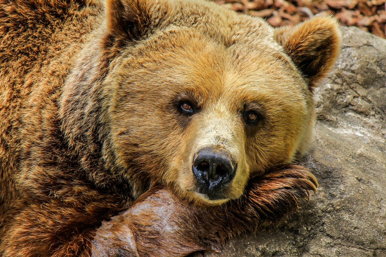 Começou a caça ao urso pardo na Suécia. Só nos primeiros dois dias foram mortos mais de 150 animais
