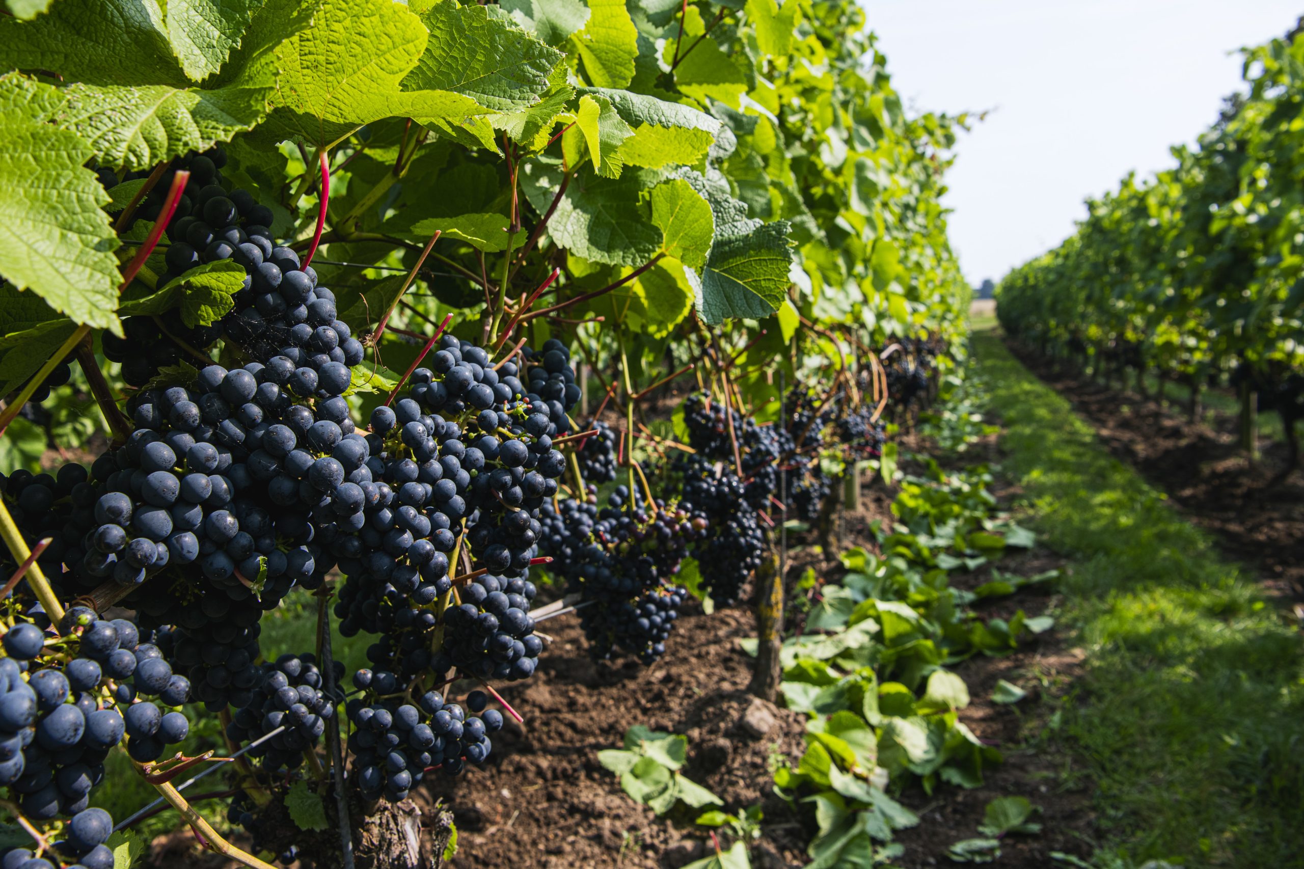 Algumas quintas do Douro cancelam corte de uvas e lagaradas para turistas, mas reinventam-se