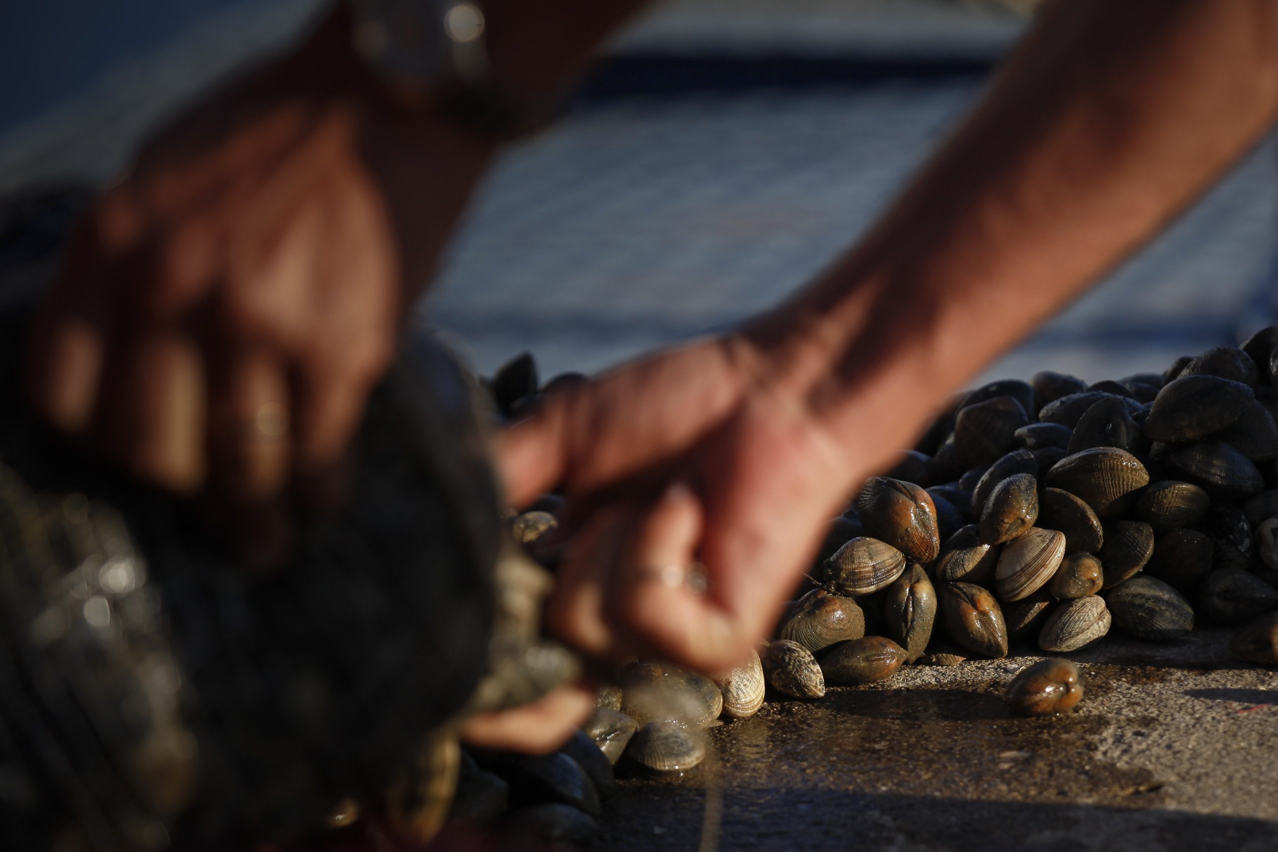 ASAE desmantelou depuradora de bivalves ilegal em Estarreja