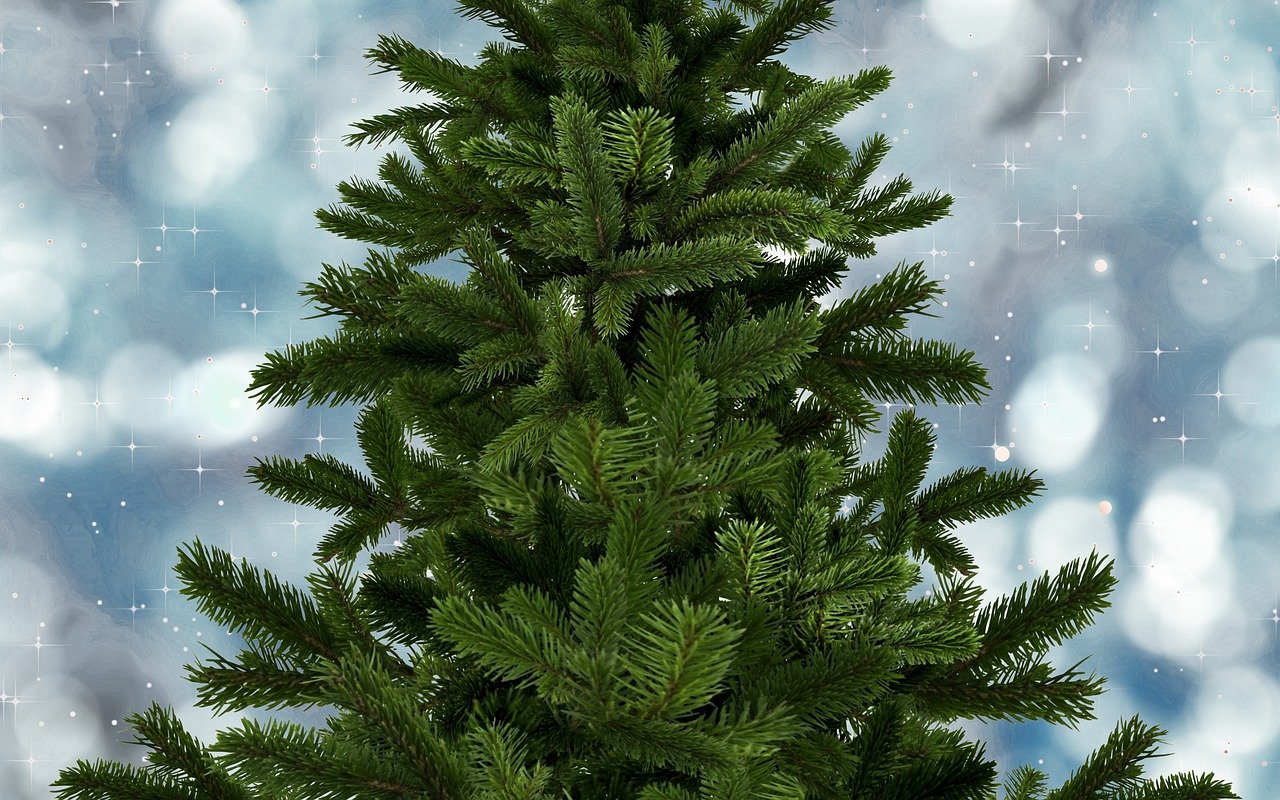 Árvore de Natal verdadeira ou de plástico: qual a opção mais amiga do ambiente?