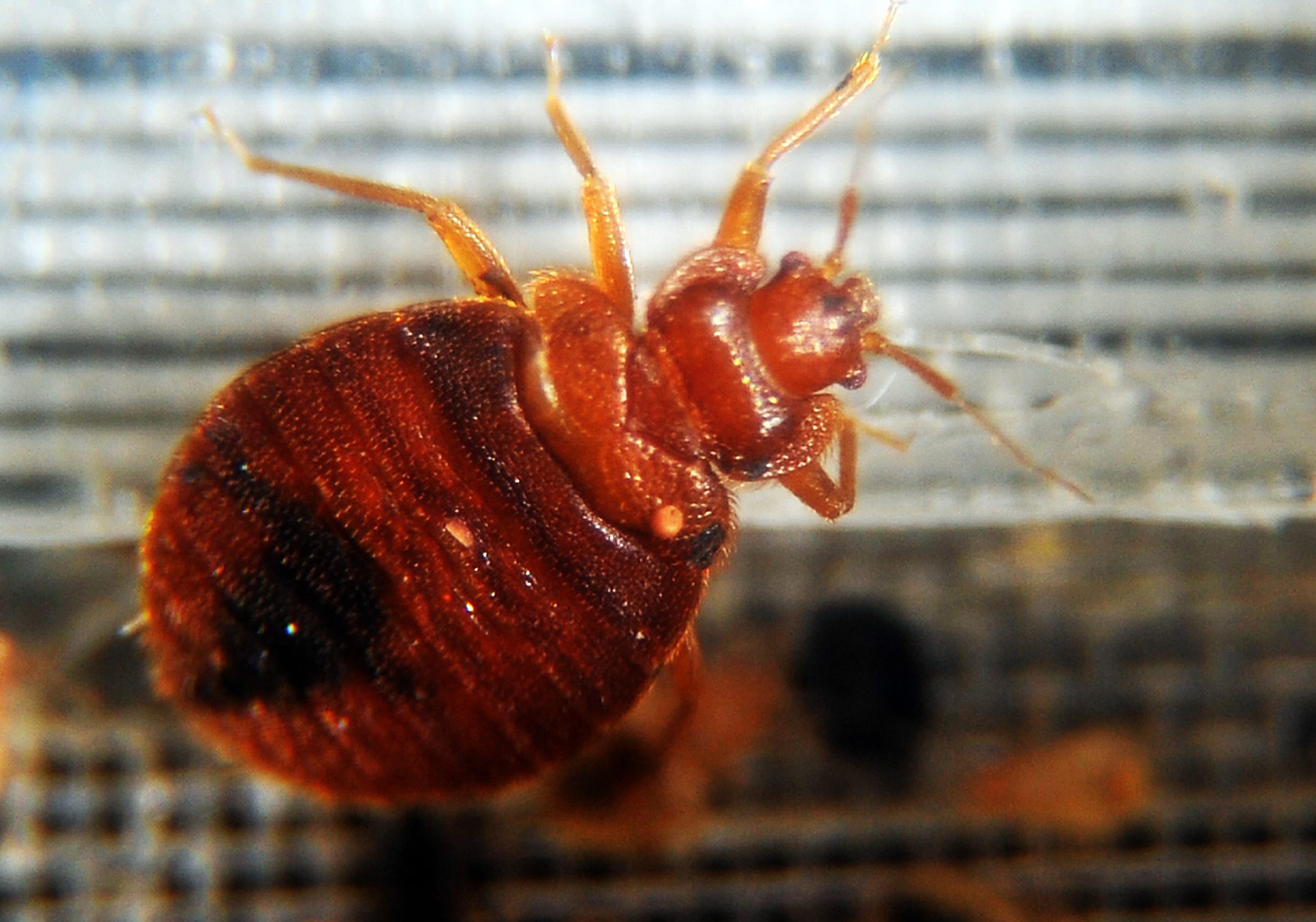 Infestação de percevejos de cama nos escritórios da Google em Nova Iorque