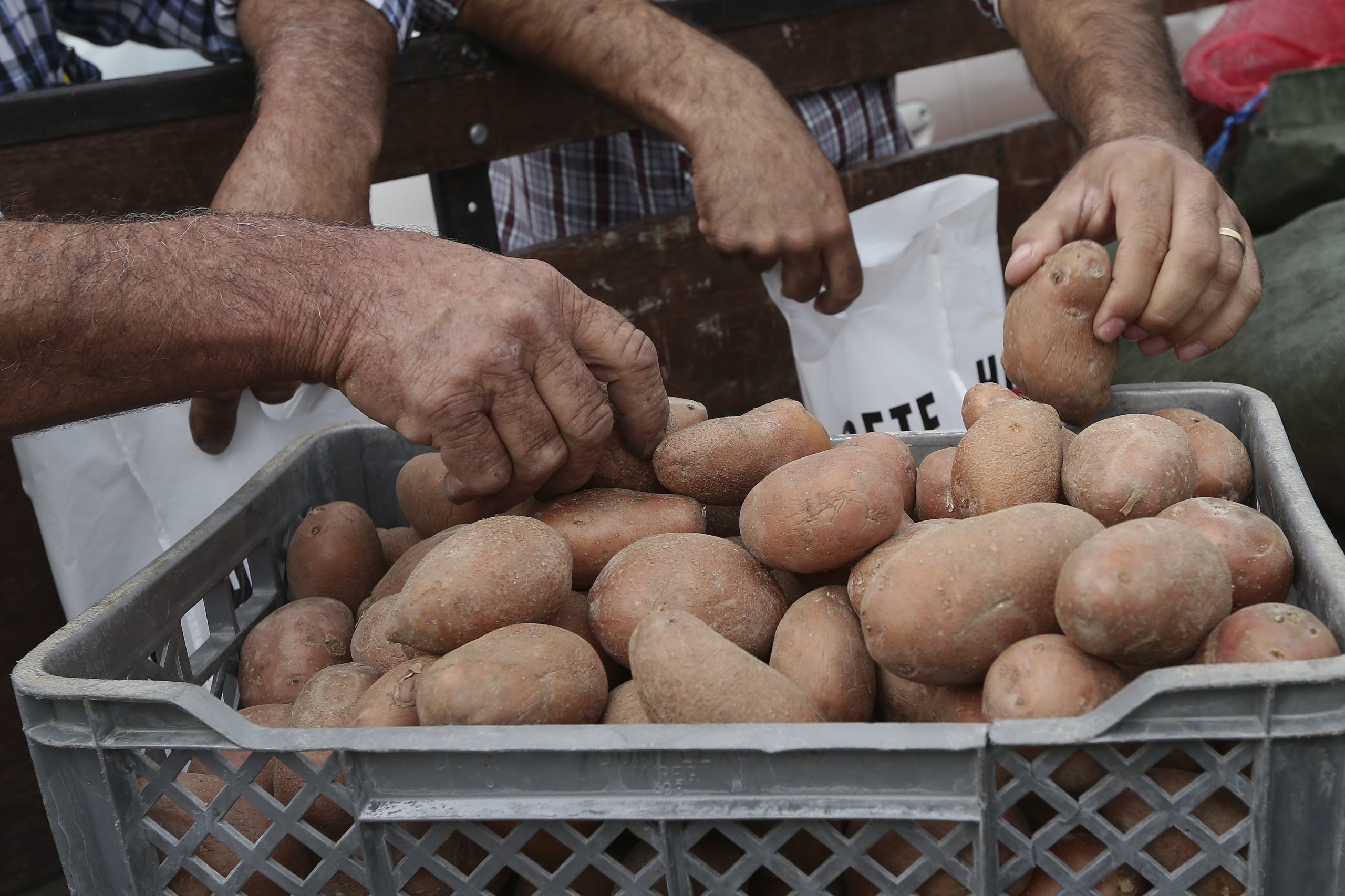 Produção nacional de batata em risco de ser afetada pela traça da Guatemala