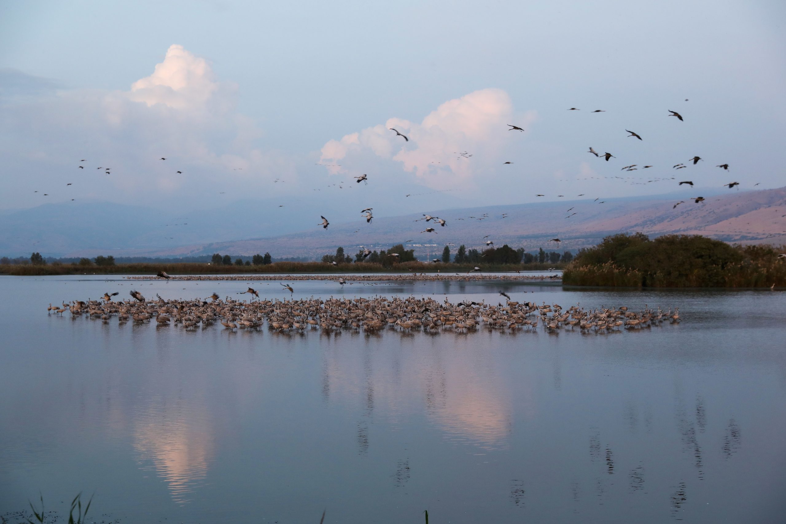 Surto de gripe das aves mata pelo menos 5.200 grous migratórios em Israel