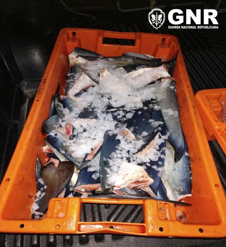 GNR apreende 83 barbatanas de tubarão no Porto de Pesca de Sesimbra