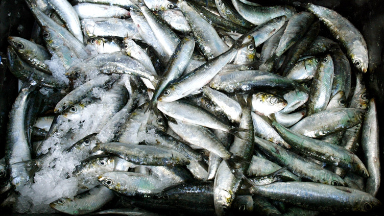 Governo da Madeira diz que 2017 deverá ser o melhor ano de valor de pescado