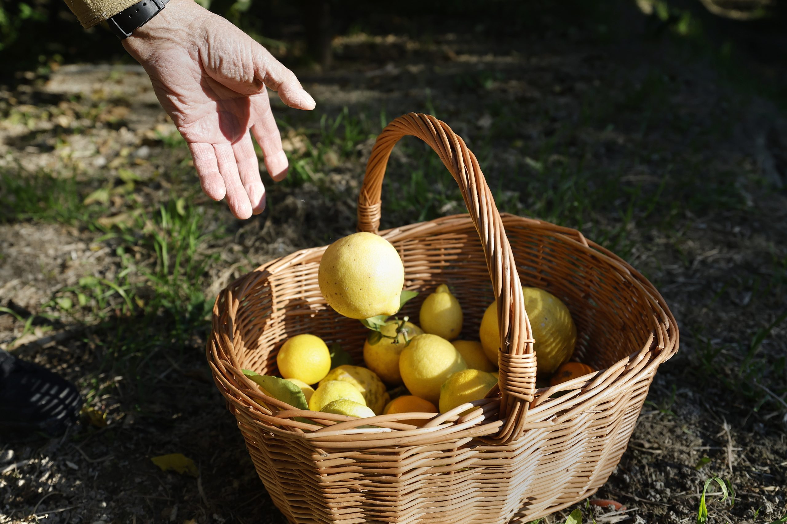Se dão limões portugueses, faça limonada brasileira. Portugal já pode exportar limões para o Brasil