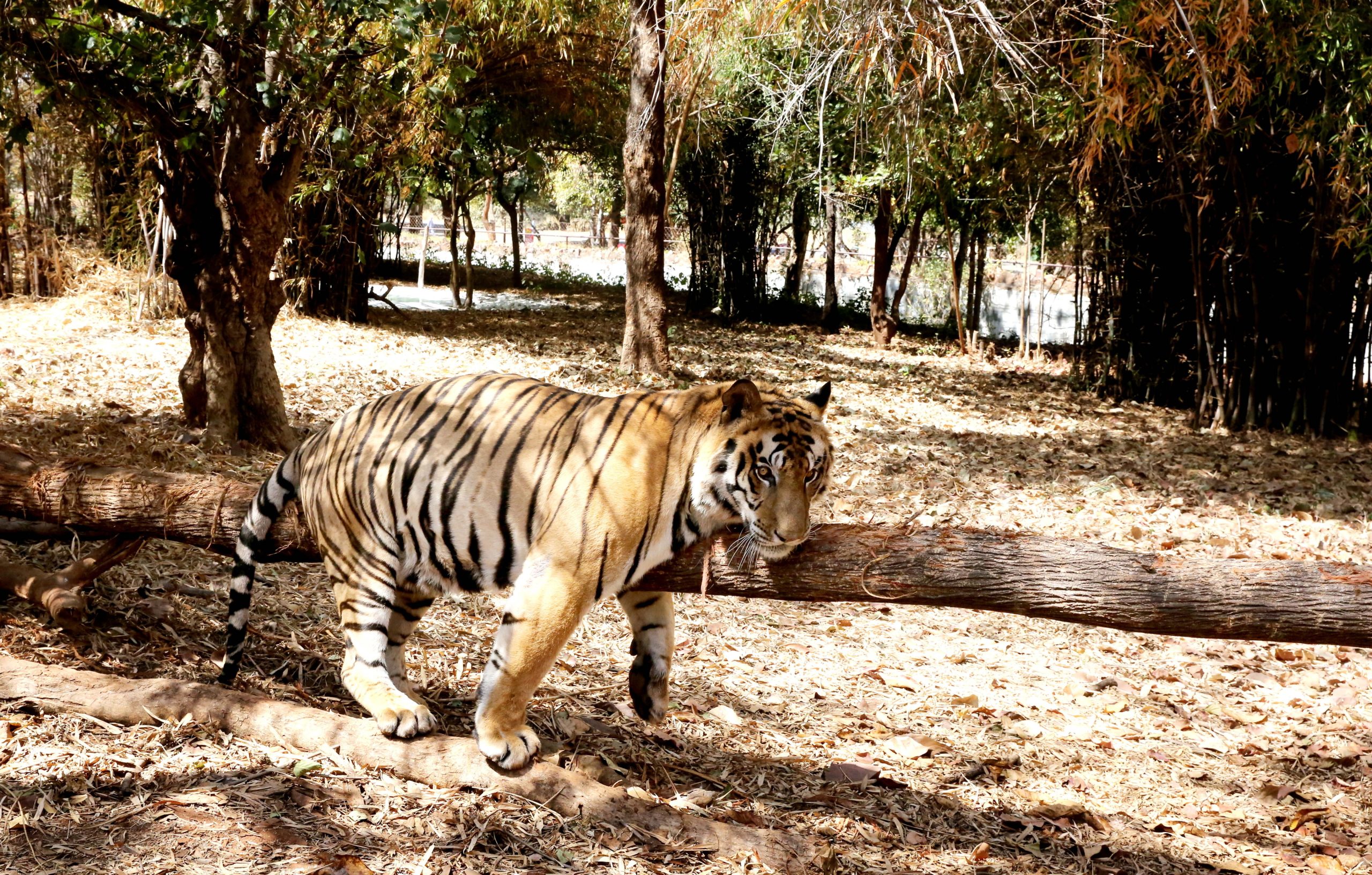 Sucesso do “Projeto Tigre”. Número de tigres na Índia triplicou em relação a 2006