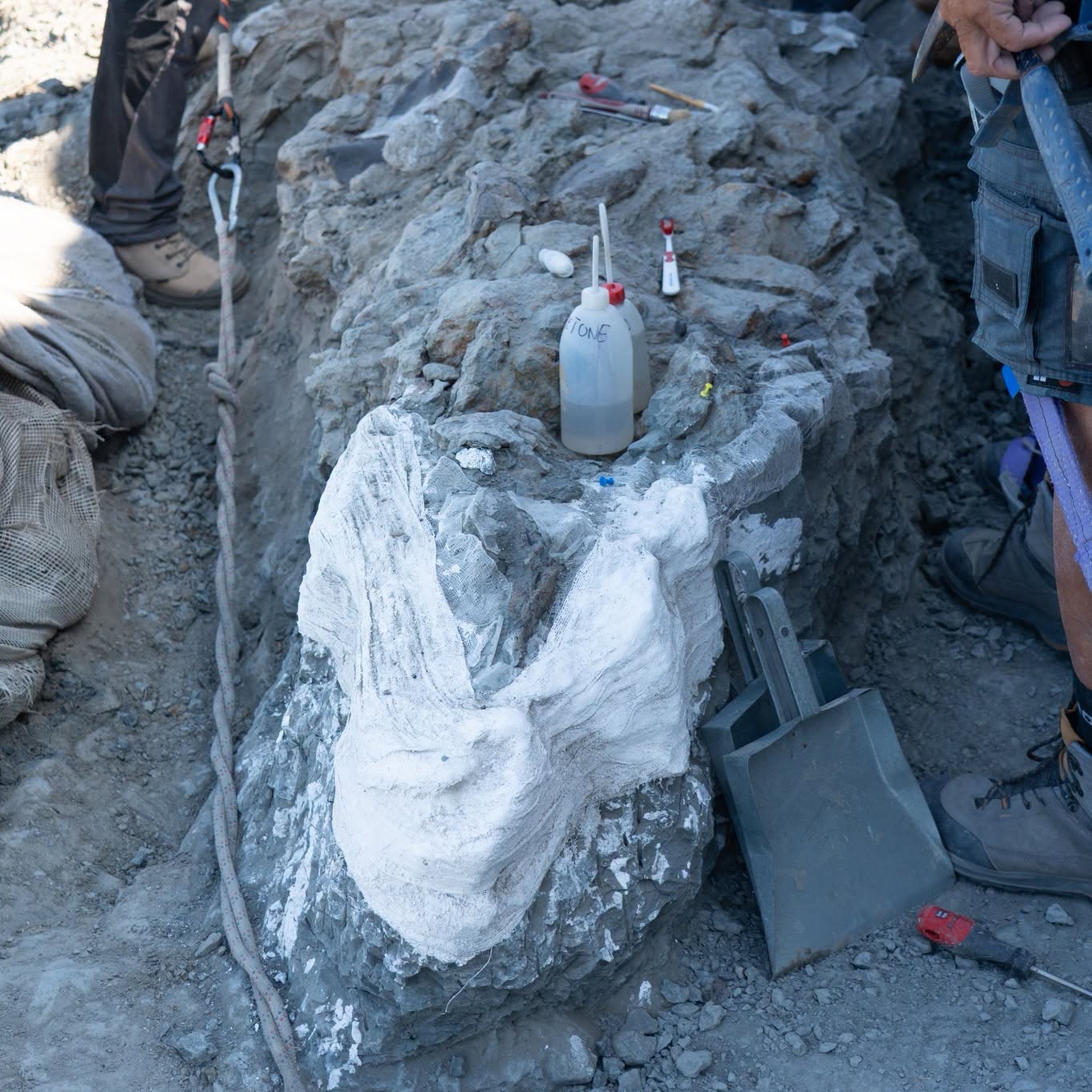 Descoberto em Torres Vedras aquele que poderá ser o dinossauro mais completo alguma vez encontrado em Portugal