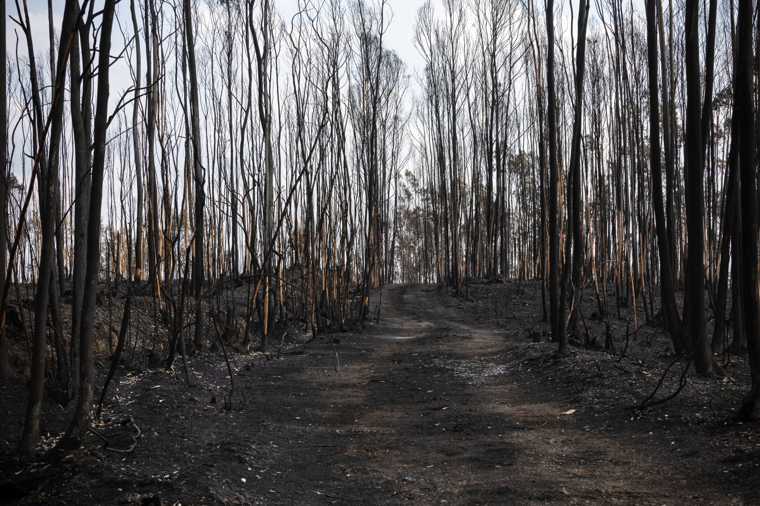Governo promete corrigir erros identificados nos fogos de setembro