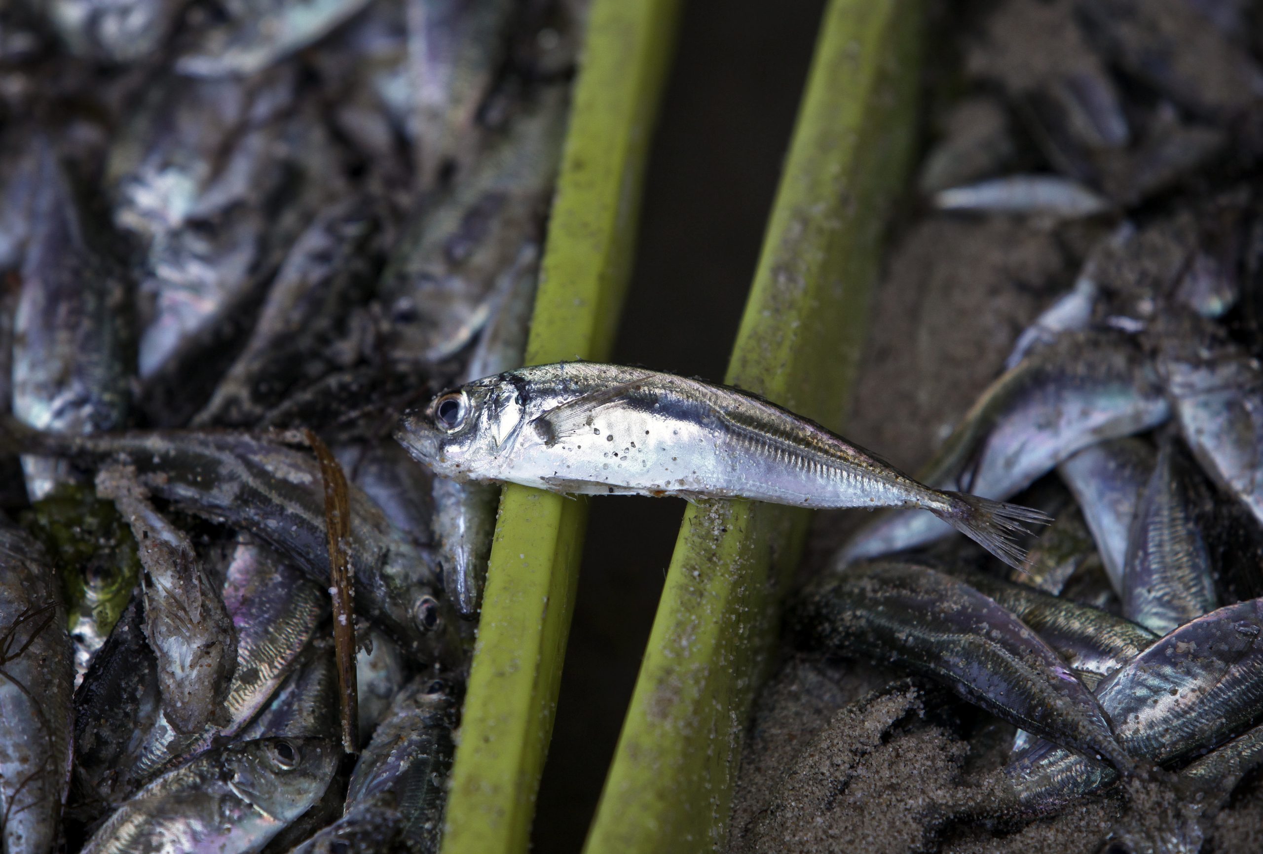 O peixe tinha “sinais visíveis de putrefação”, mas mulher no mercado da Costa Nova continuou a vendê-lo