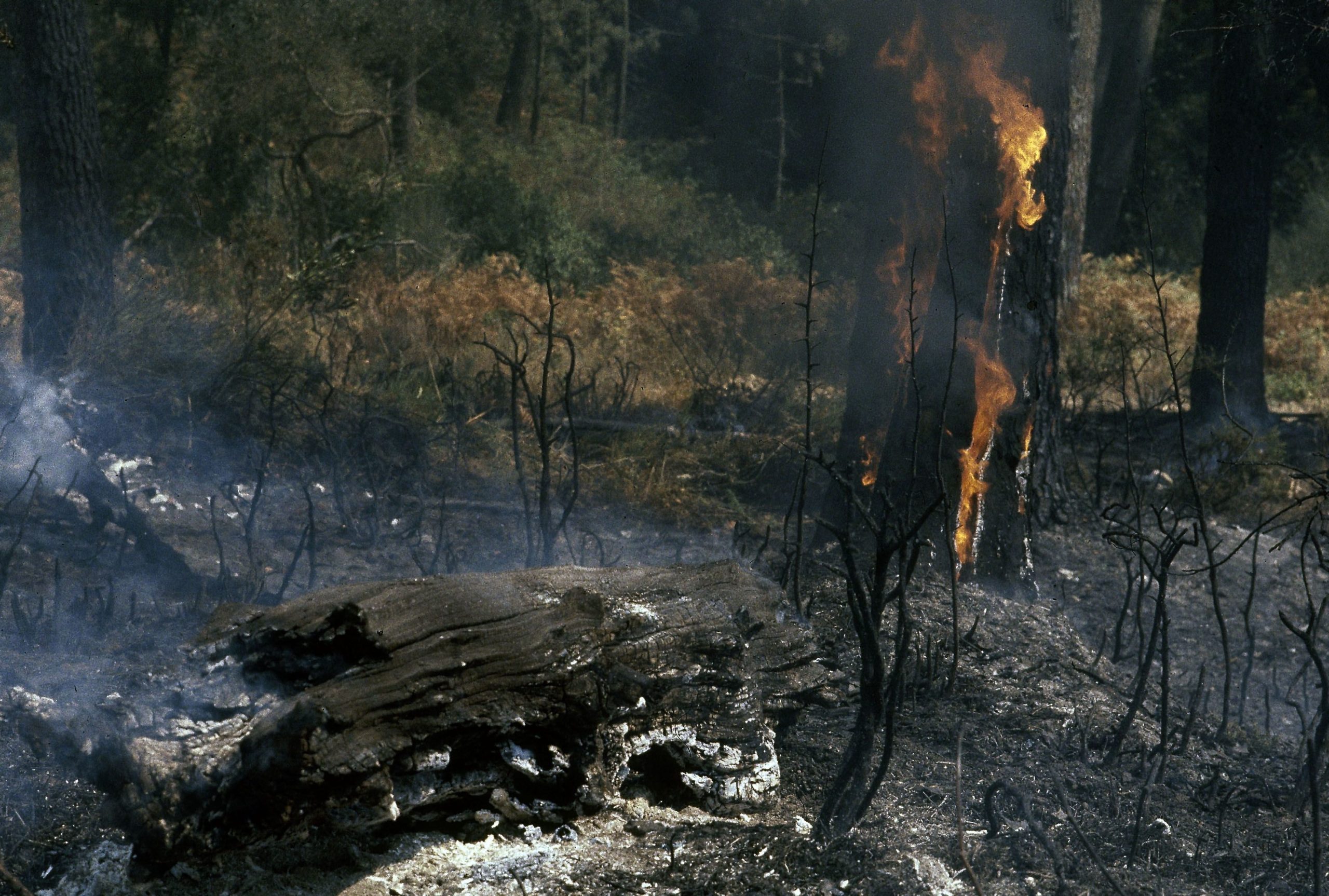 Dezenas de animais carbonizados num abrigo devido a incêndio em Santo Tirso. GNR diz que morte se deveu à dimensão do fogo