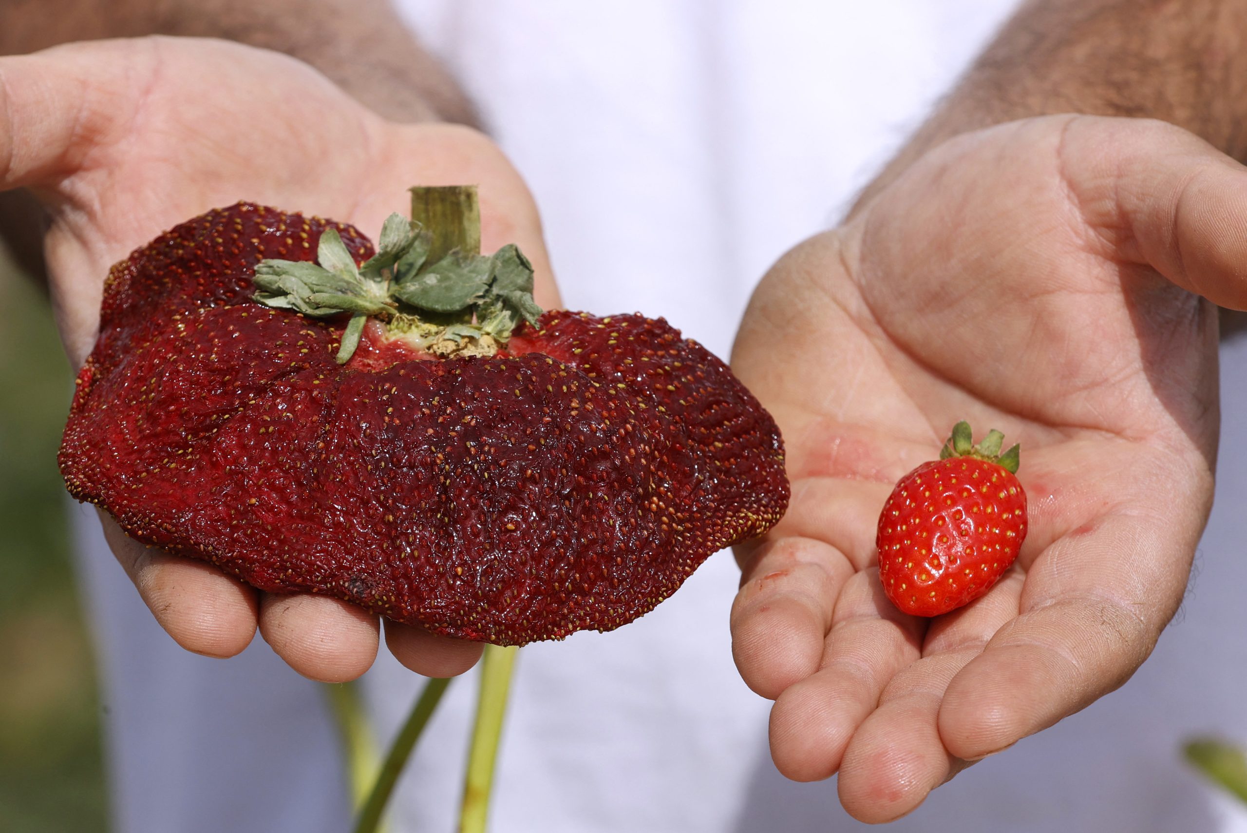 Recorde do Guinness. Agricultor israelita cultiva o morango mais pesado do mundo