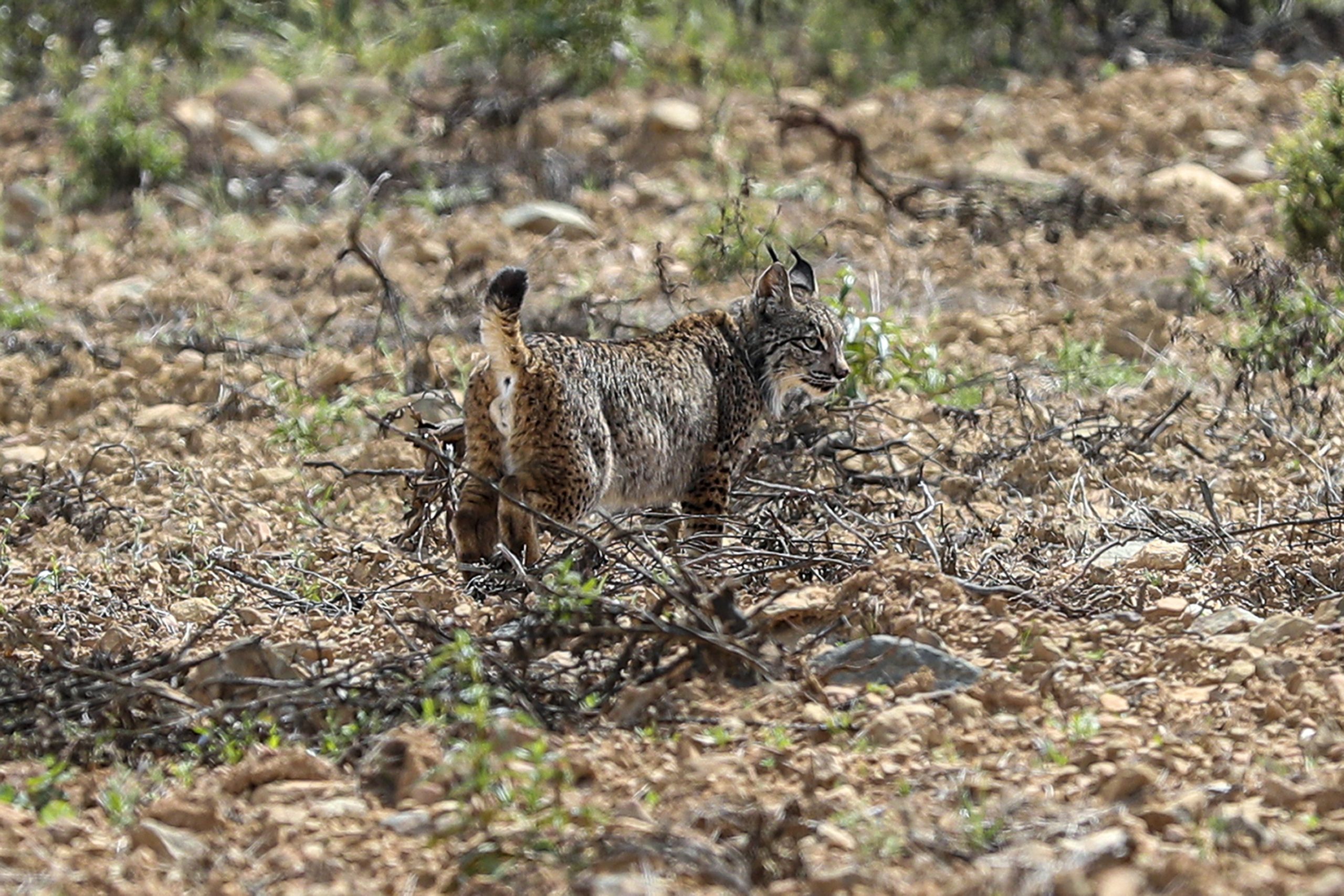 O 100.º lince-ibérico nascido em Silves foi libertado na Andaluzia