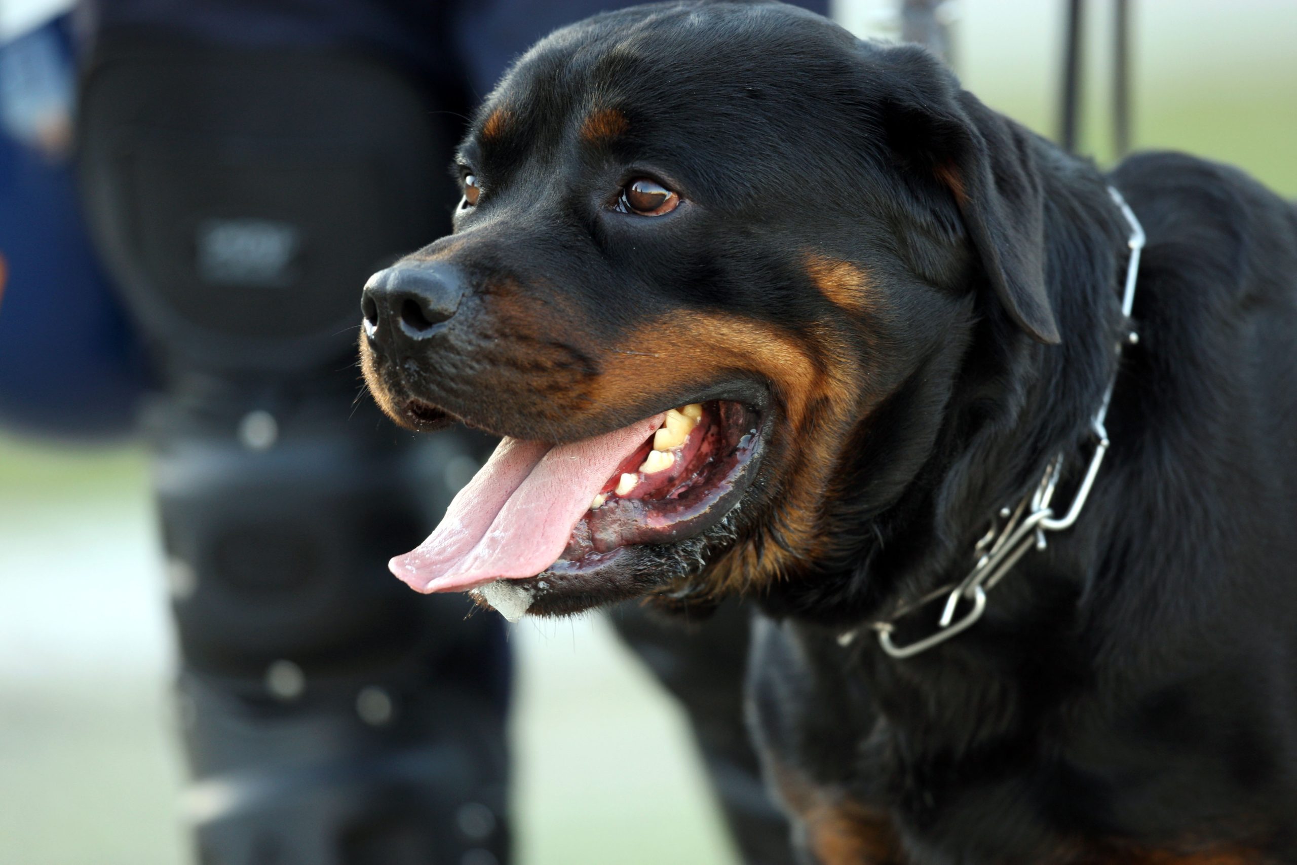 Moçambique proíbe importação de 26 raças de cães “potencialmente perigosas”