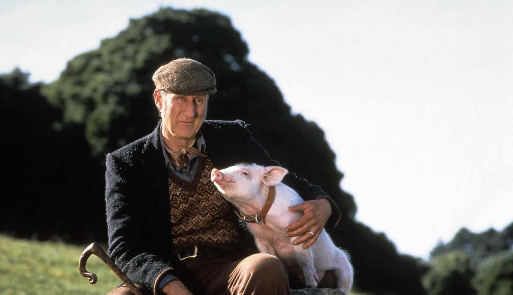 Um porquinho chamado Babe. James Cromwell tornou-se vegan no segundo dia de gravações