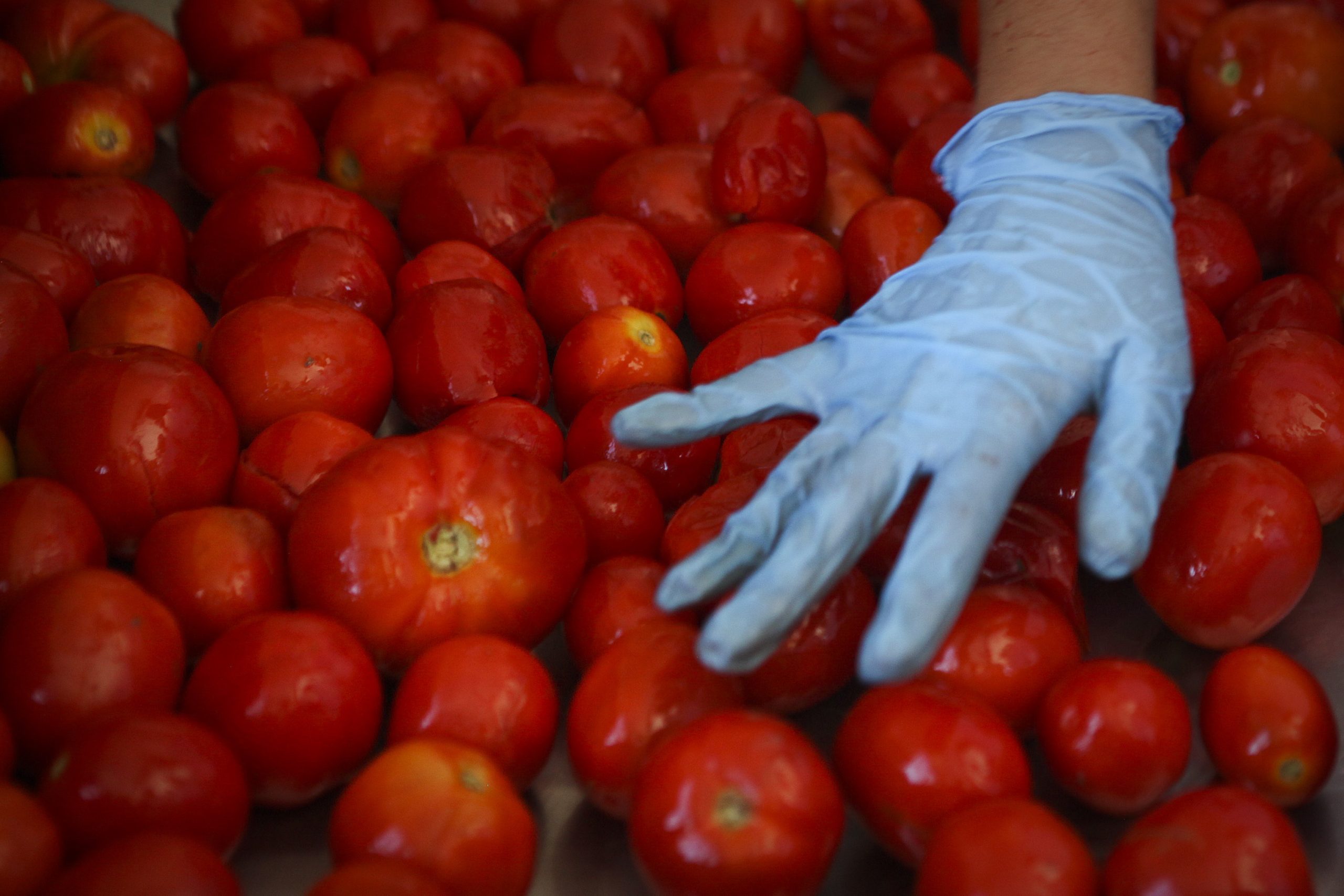 Pico de Gallo e Ketchup mais caros. México quer discutir com EUA tarifas sobre o tomate