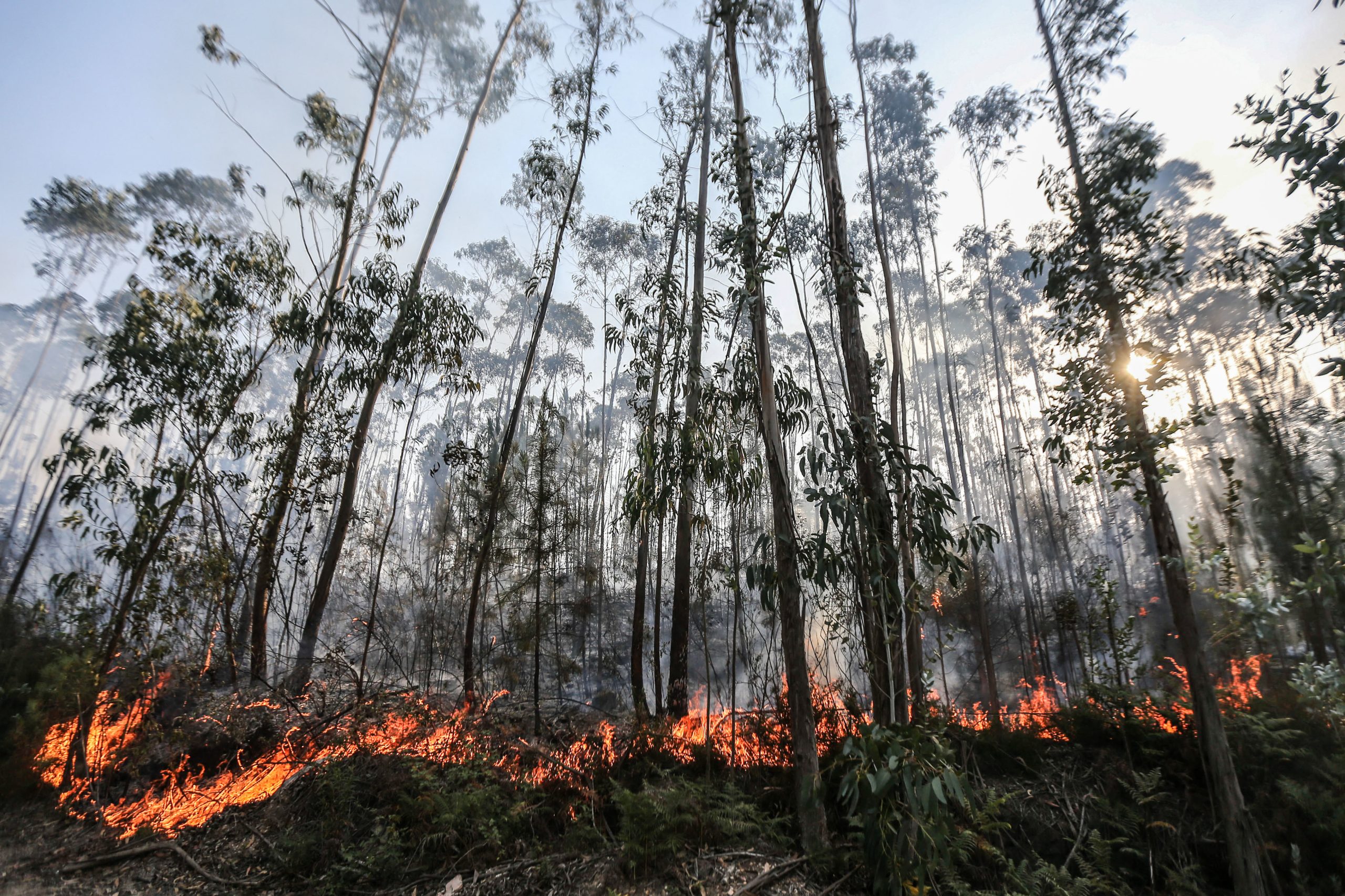 Incêndios. Figueiró dos Vinhos diz que Governo fez o que nunca tinha sido feito em apoios