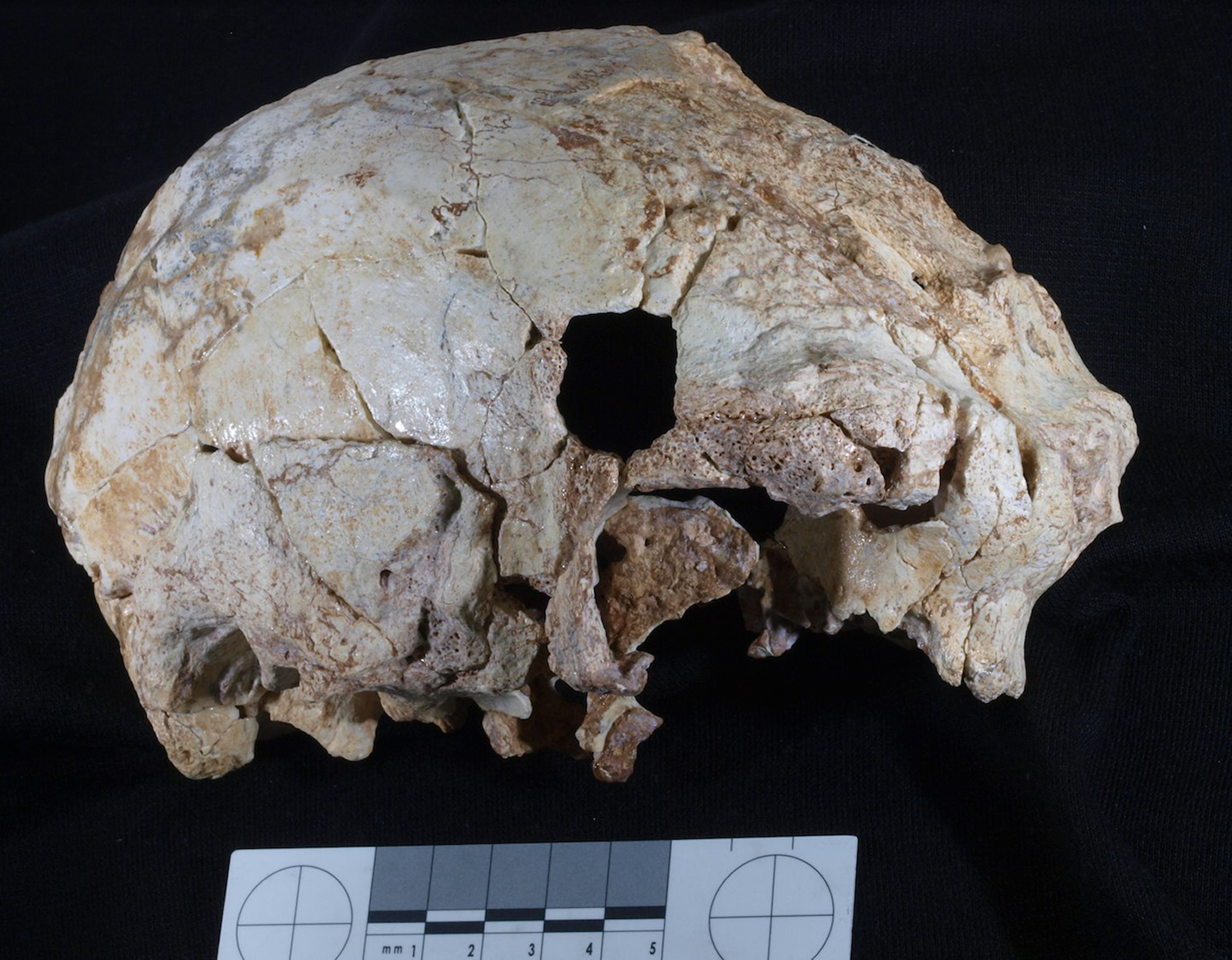 Encontrado crânio humano mais antigo de sempre em Portugal