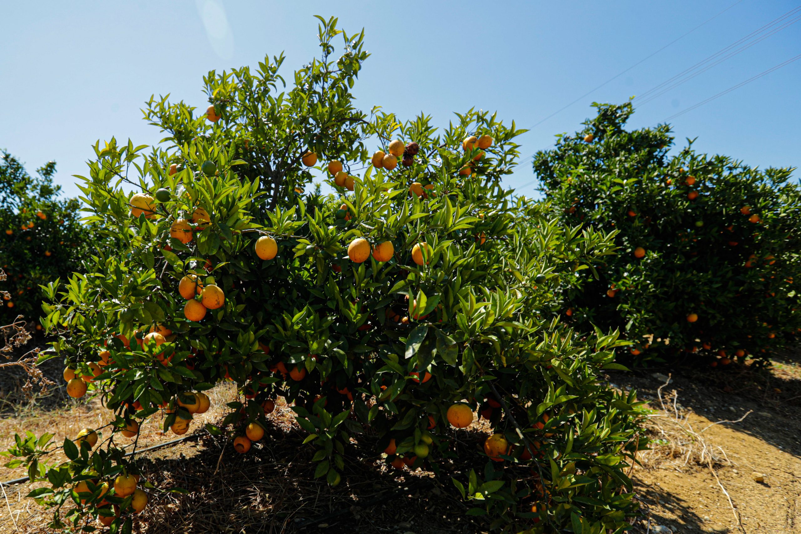 Fruta nas refeições escolares? Vai ser de época e das diversas regiões do país